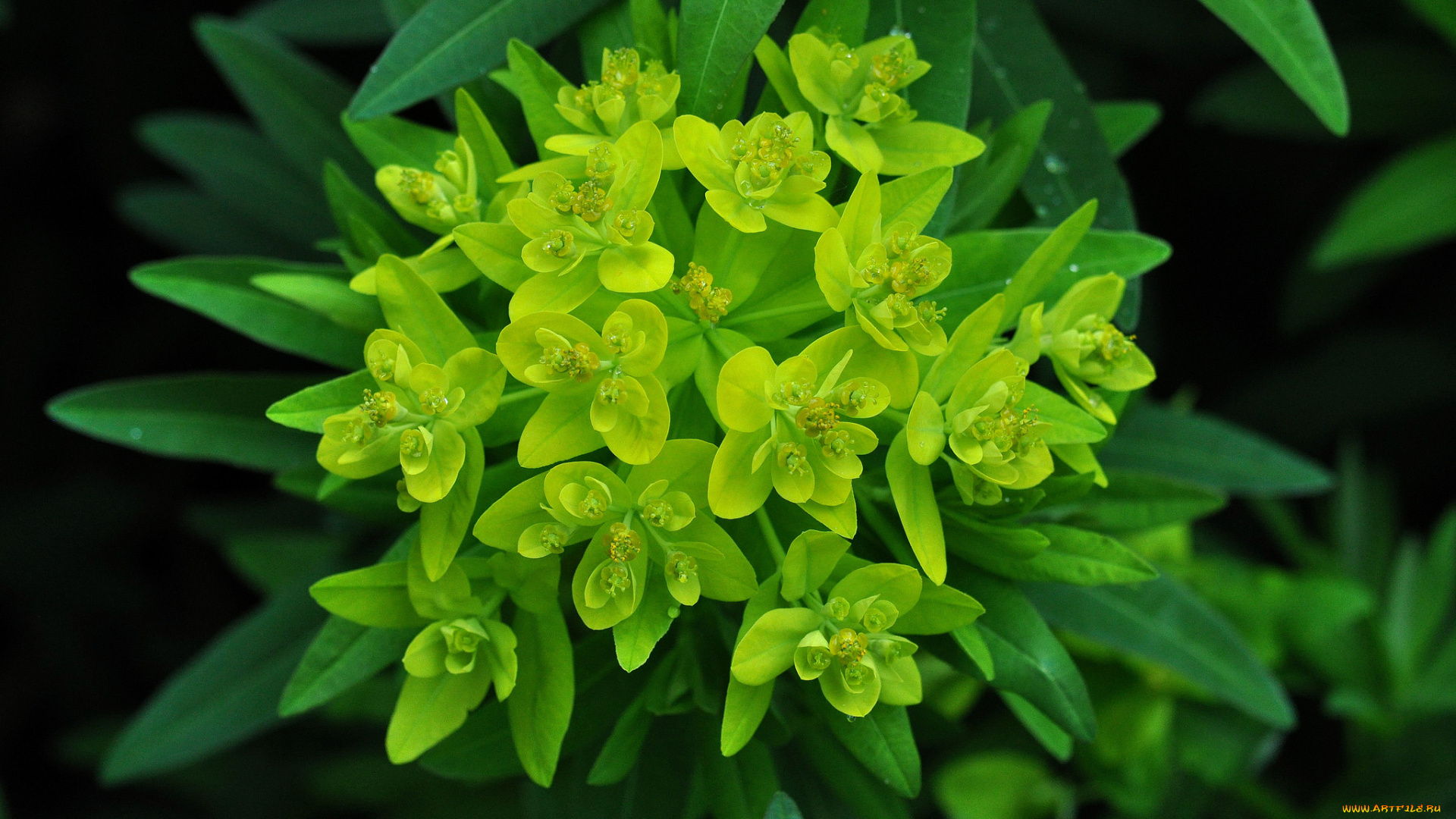 цветы, молочай, зеленый