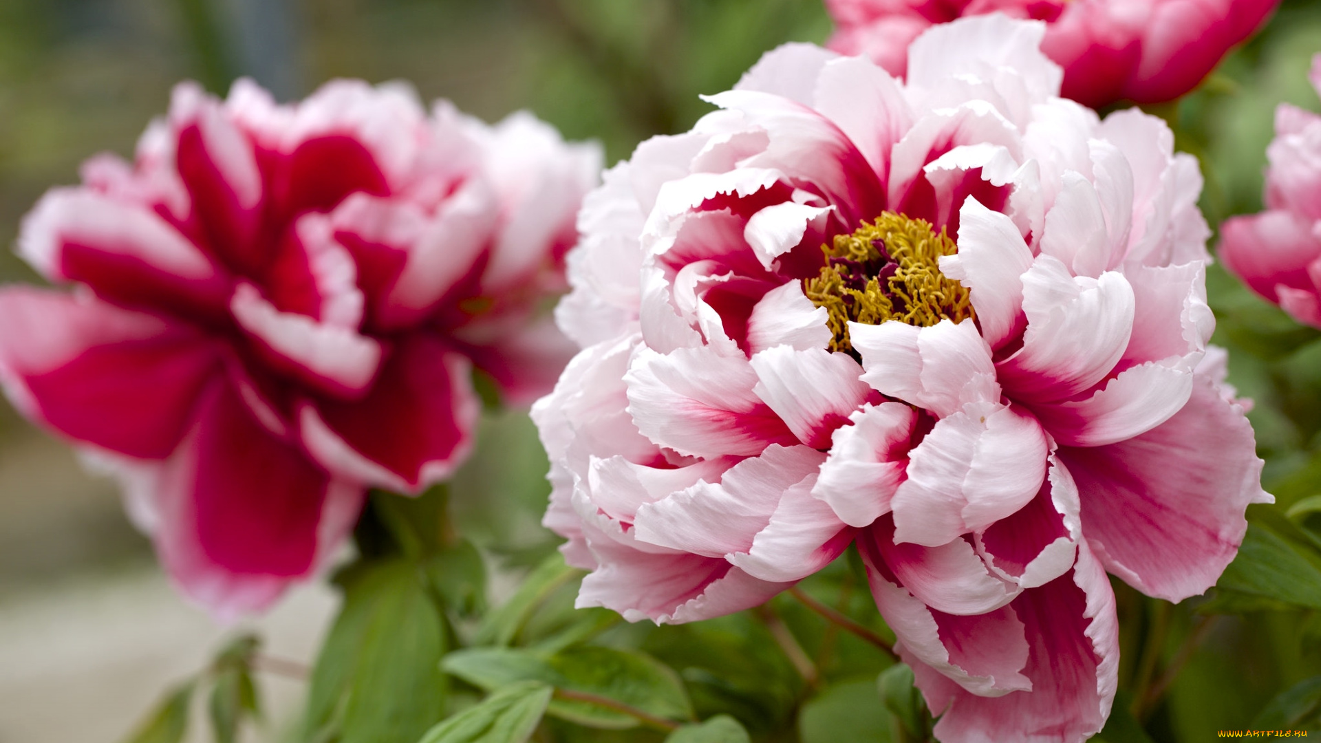 цветы, пионы, макро