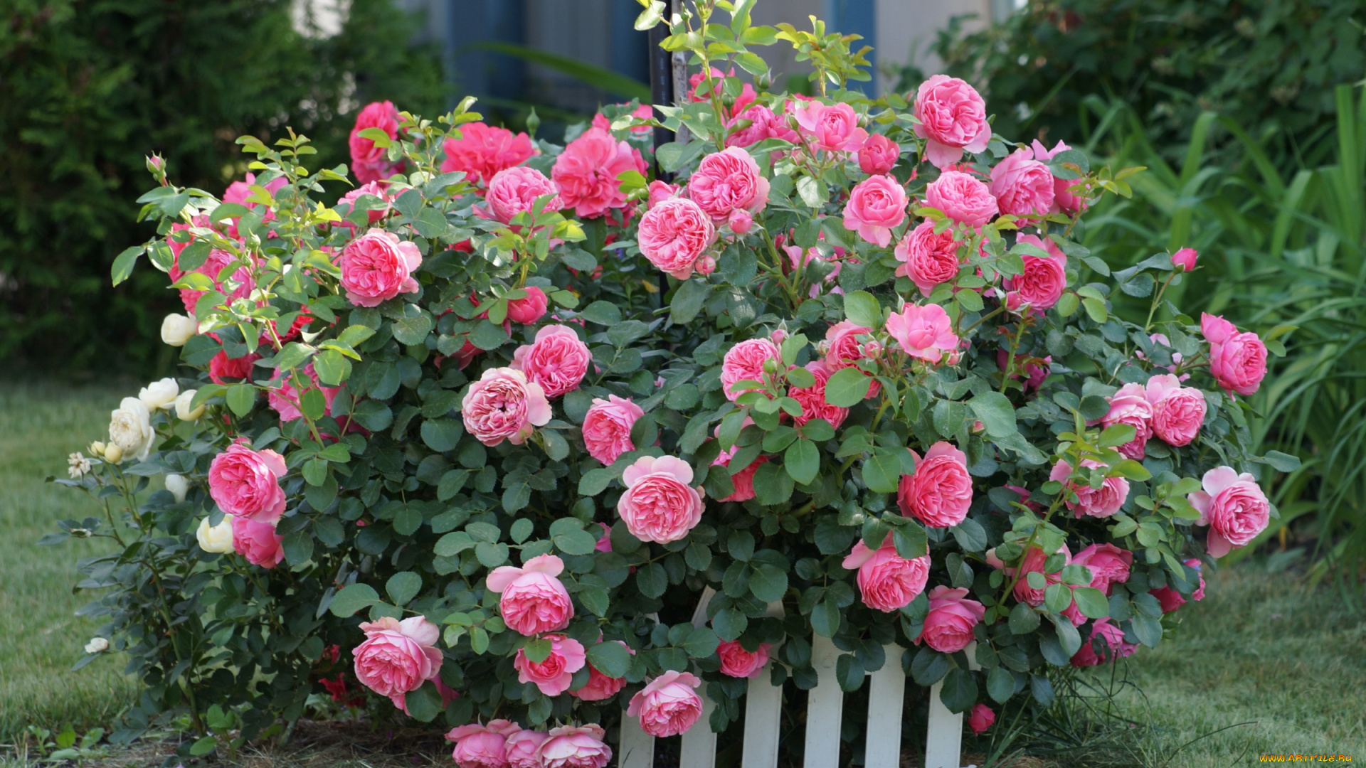 цветы, розы, куст