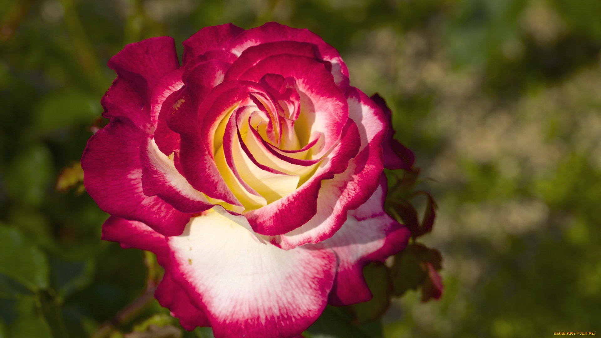 цветы, розы, макро