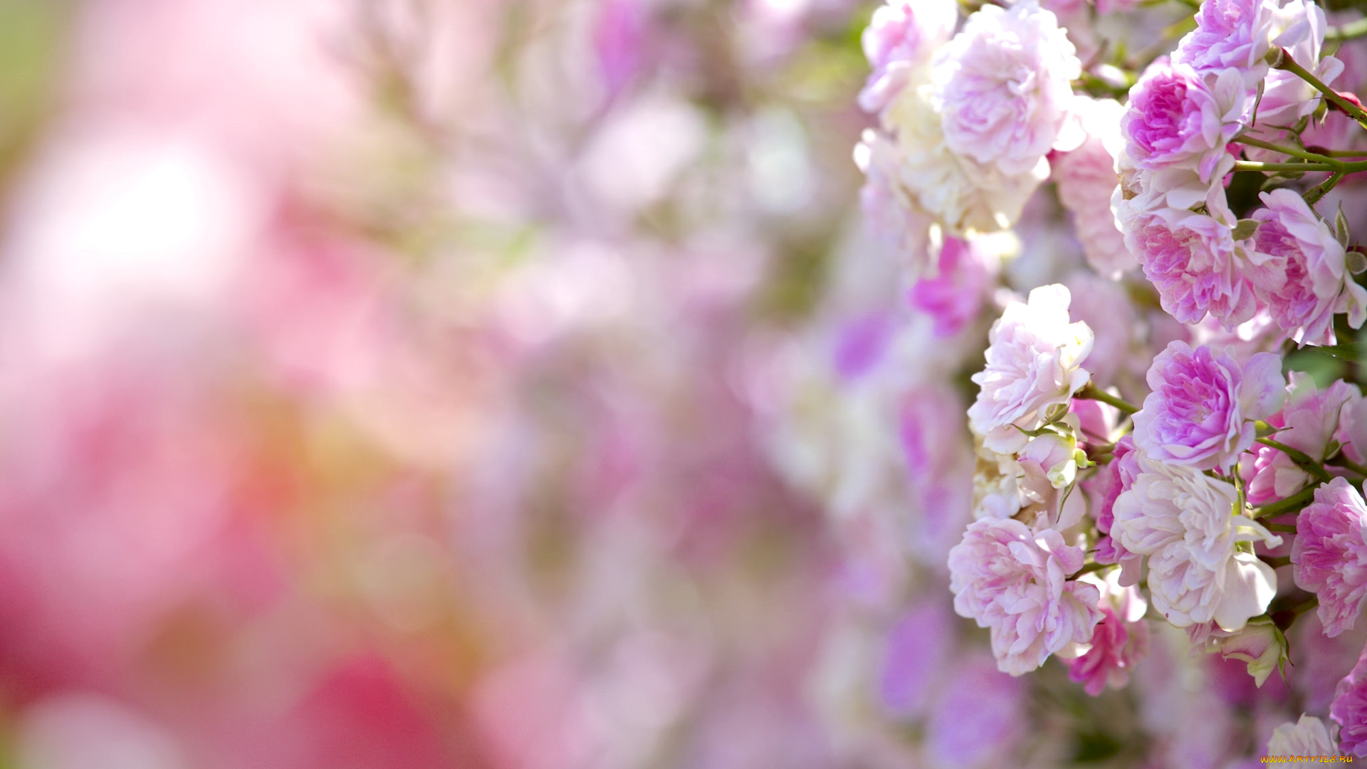 цветы, розы, розовый