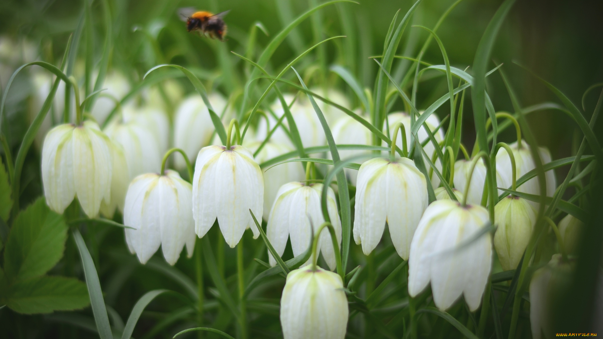 цветы, рябчики, белый
