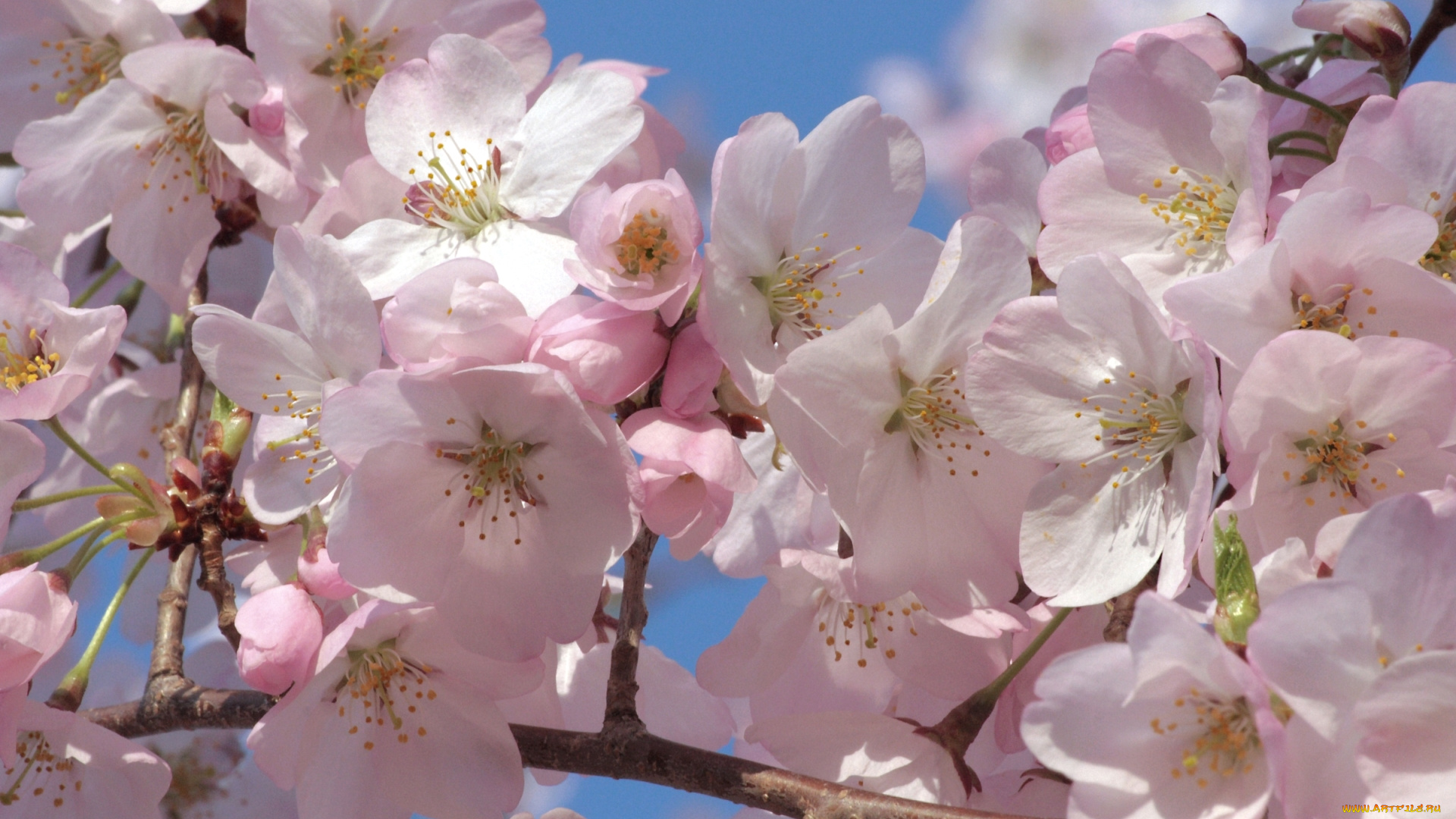 цветы, сакура, , вишня, розовый