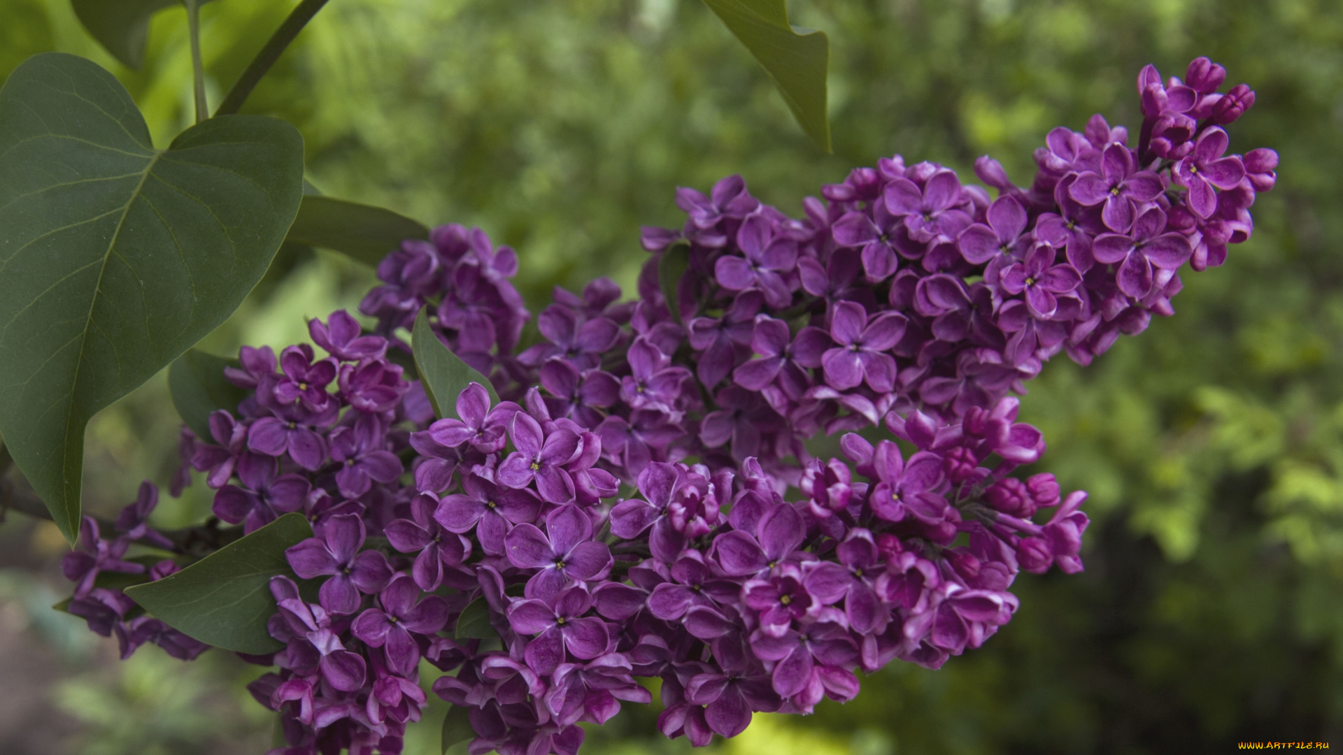 цветы, сирень, фиолет