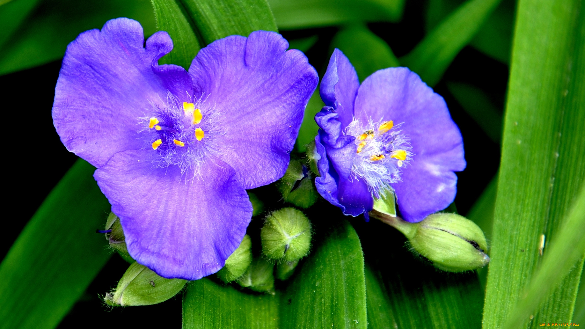 цветы, традесканции, макро