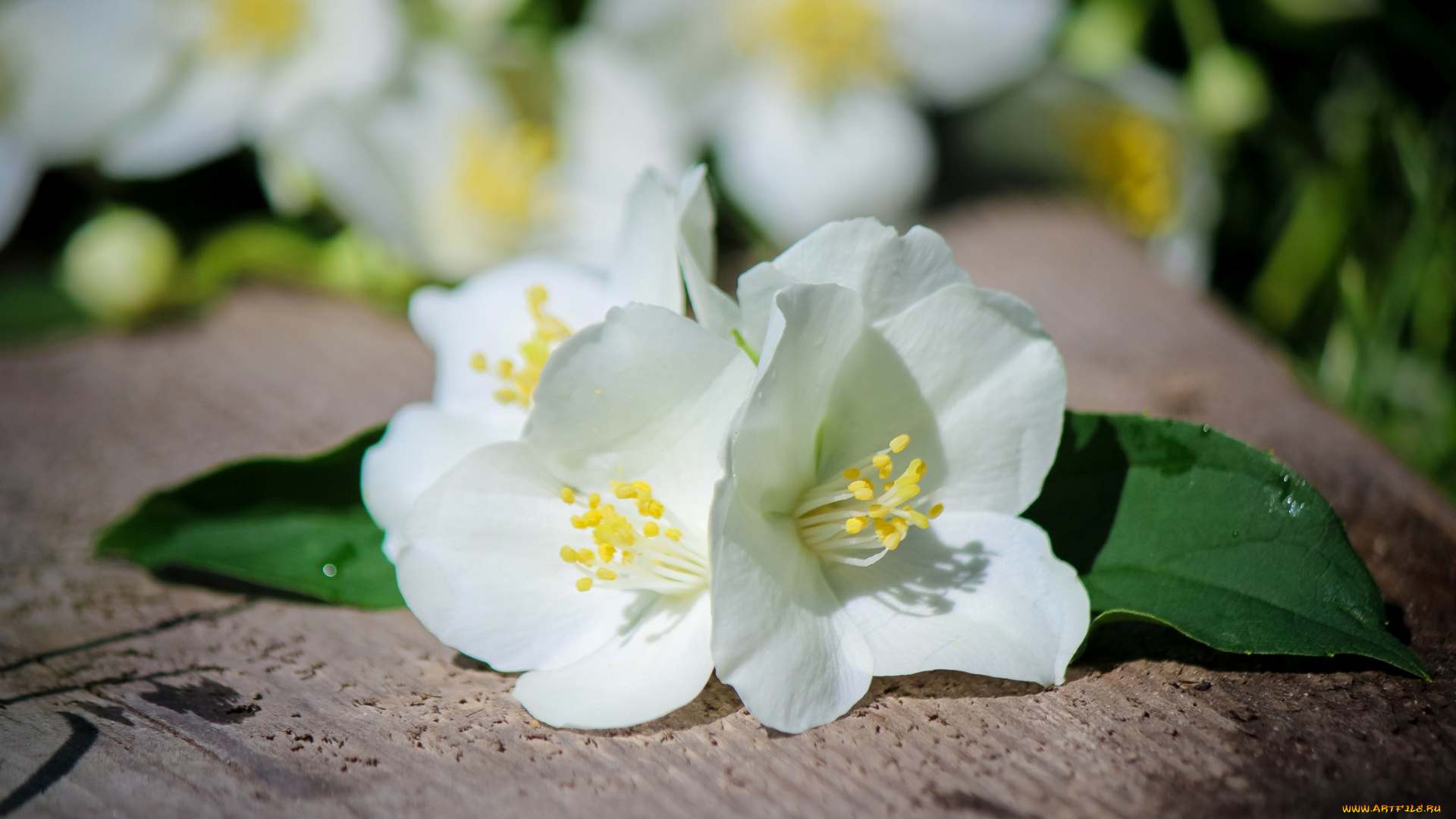 цветы, жасмин, белый