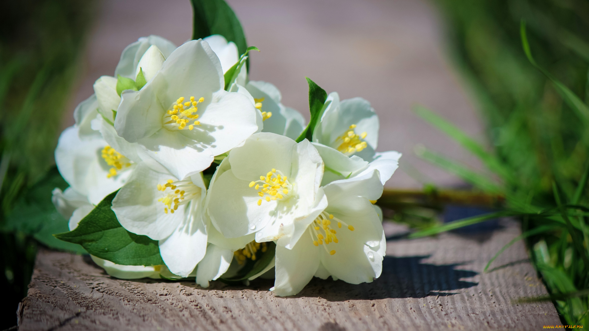 цветы, жасмин, белый