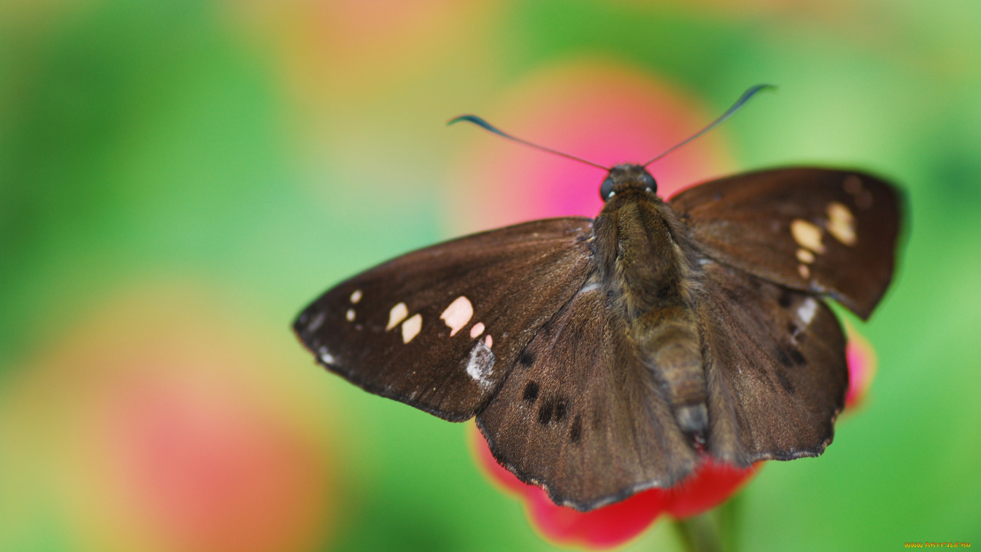 животные, бабочки, фон, бабочка, цветок