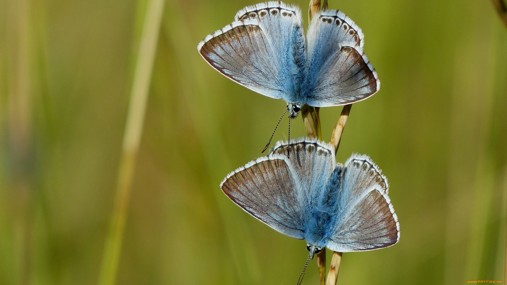животные, бабочки, голубянки
