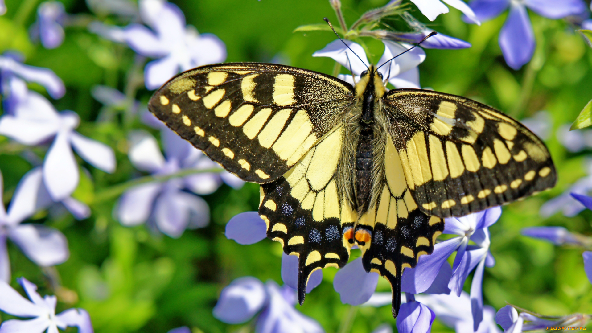животные, бабочки, крылья