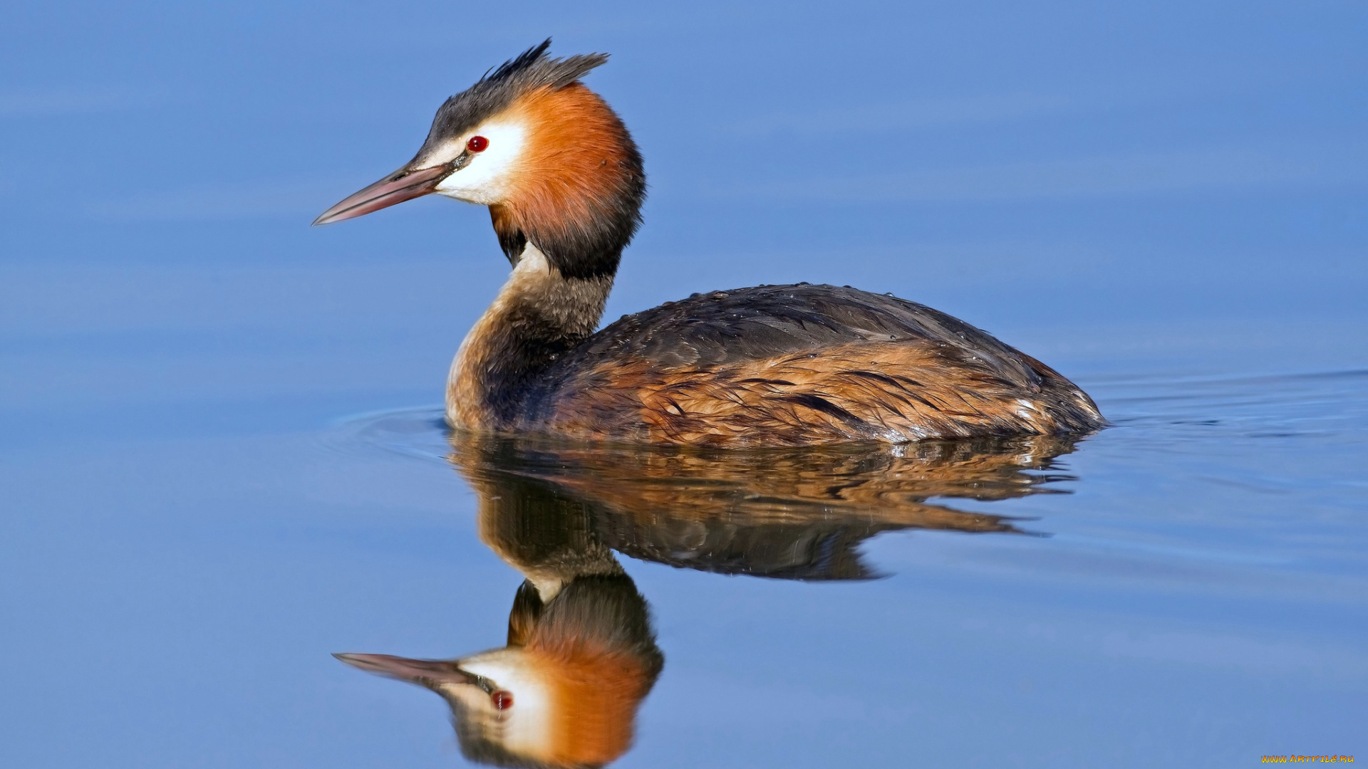 животные, Чомги, , поганки, водоем, птичка