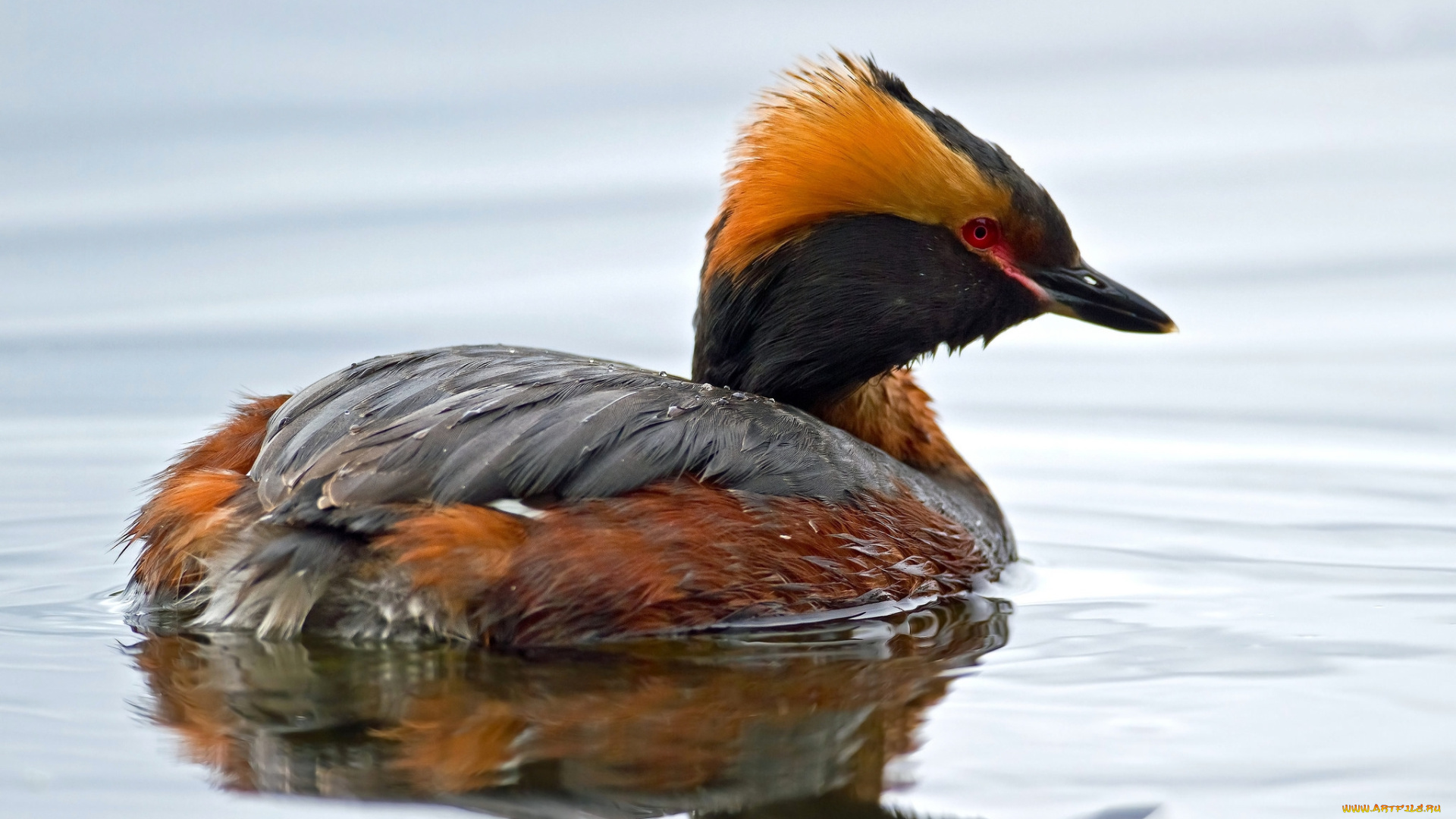 животные, Чомги, , поганки, водоем, птичка