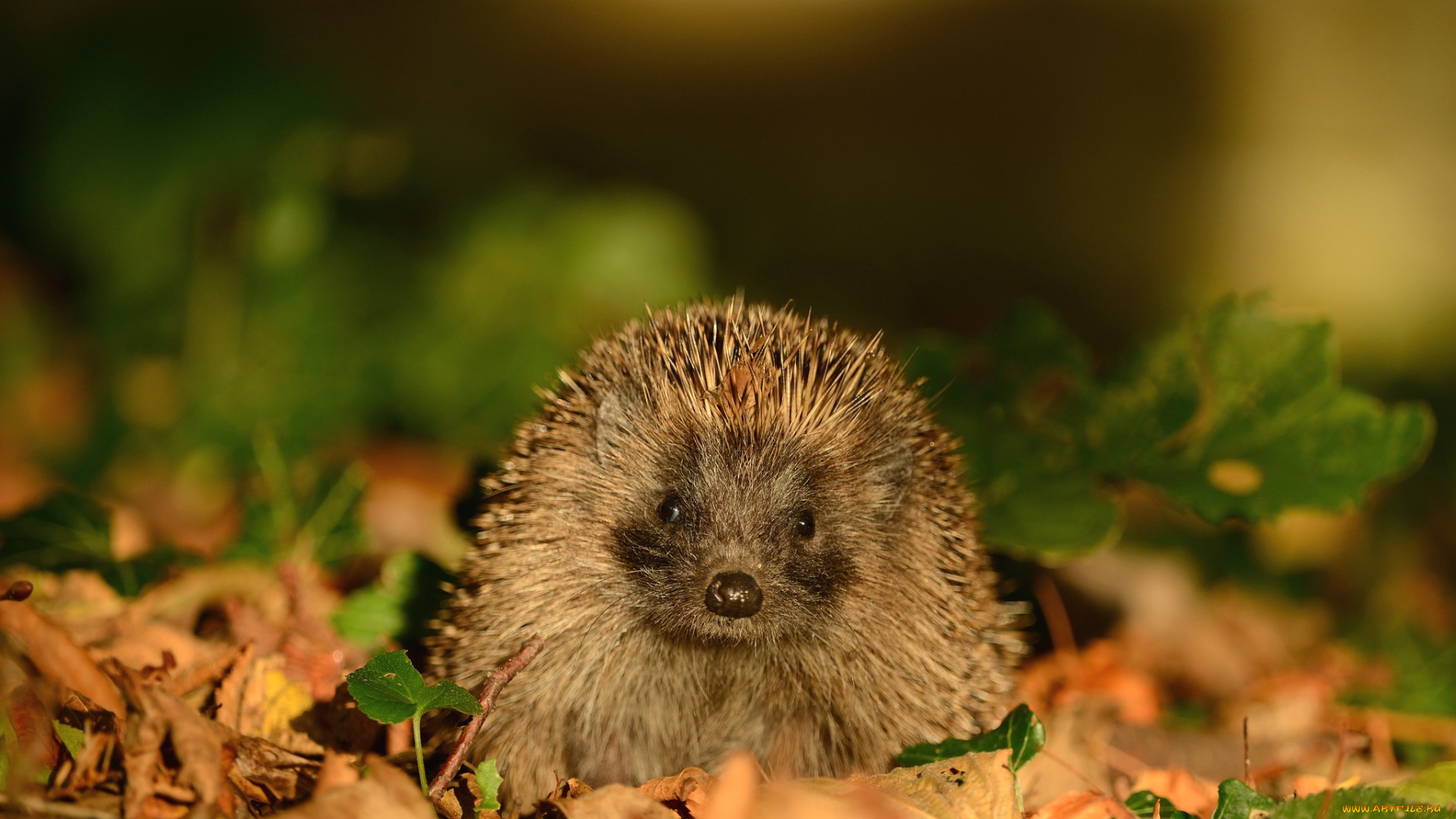 животные, ежи, колючки