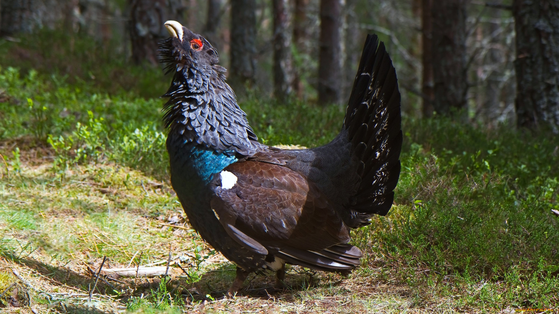 животные, глухари, , тетерева, , фазаны, природа, фауна, птичка