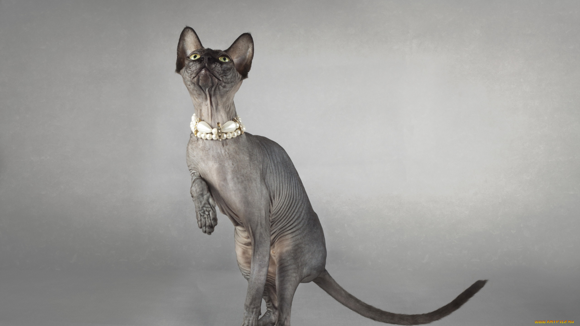 животные, коты, фон, сфинкс, кошка