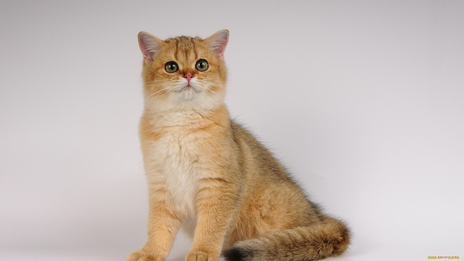 животные, коты, глазки, ушки, кошка