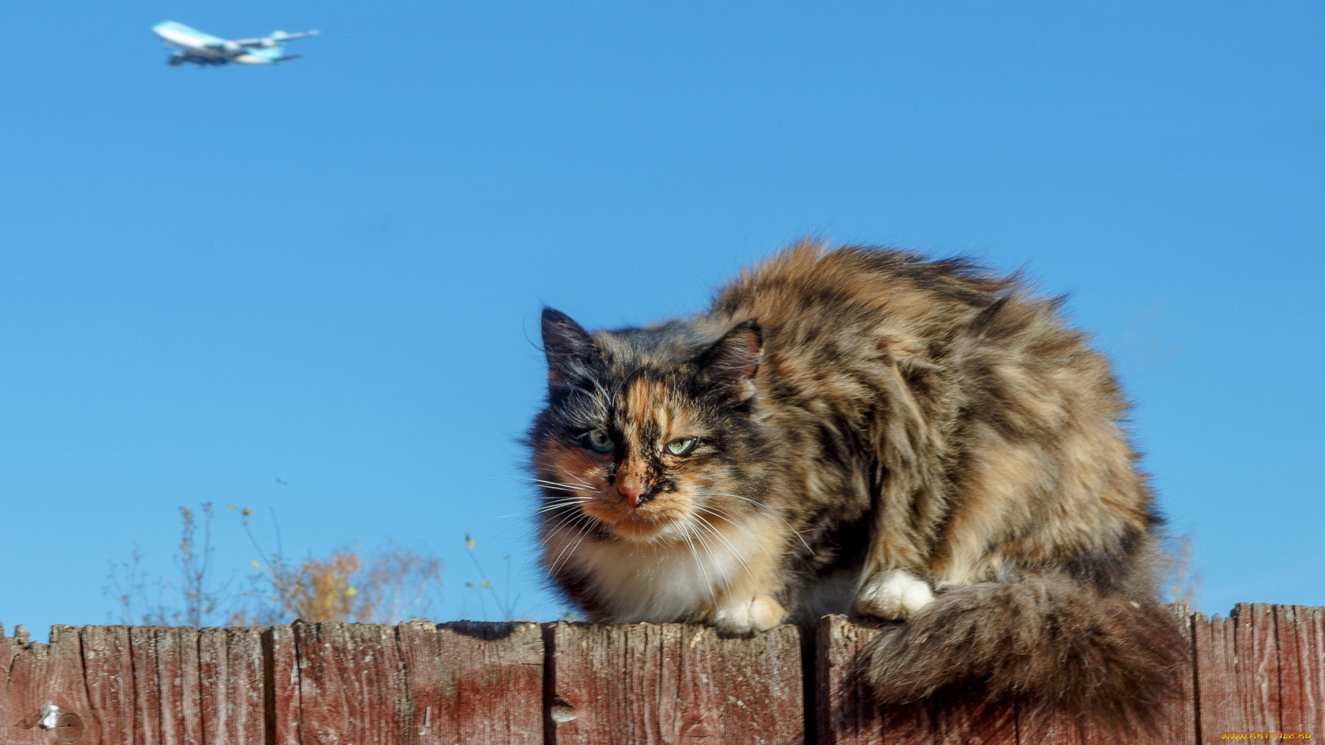 животные, коты, забор, кошка, фон