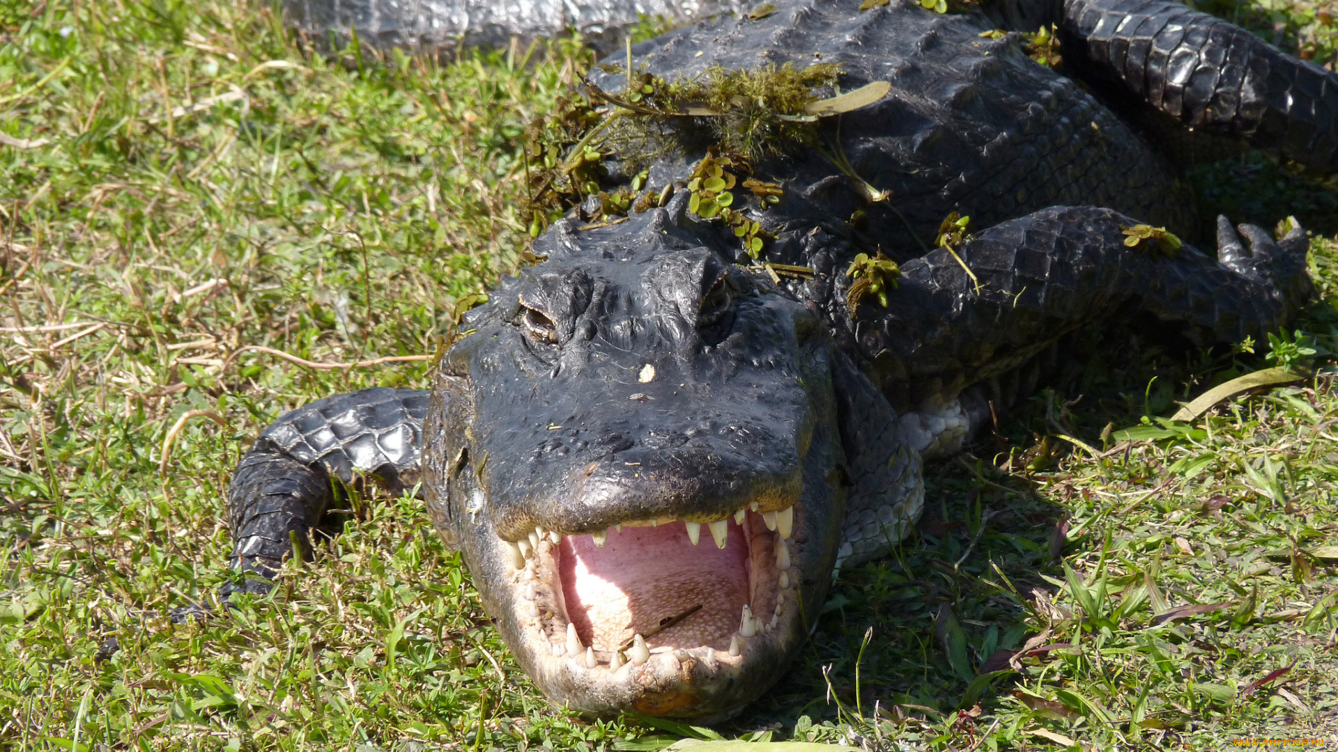 животные, крокодилы, берег, крокодил, пасть