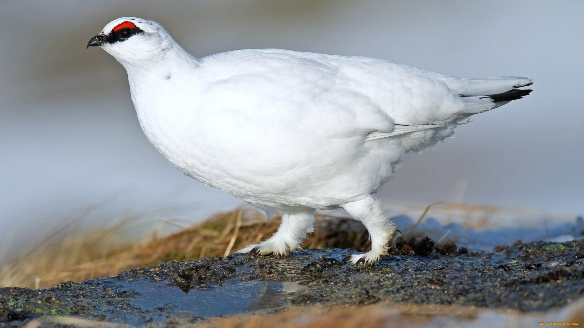 животные, куропатки, , рябчики, , перепела, белая, куропатка