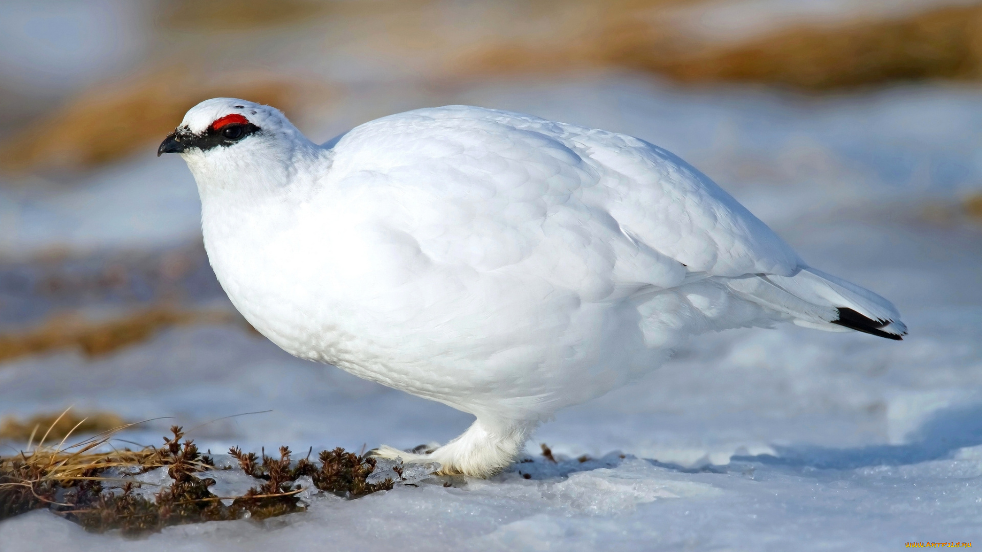 животные, куропатки, , рябчики, , перепела, белая, куропатка