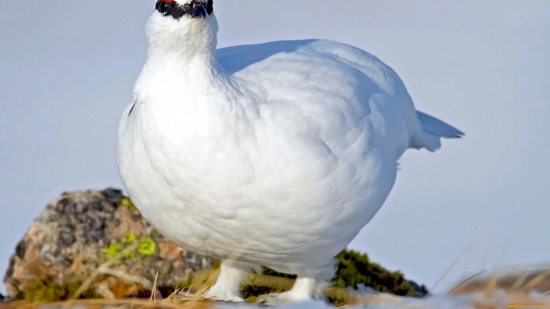 животные, куропатки, , рябчики, , перепела, белая, куропатка