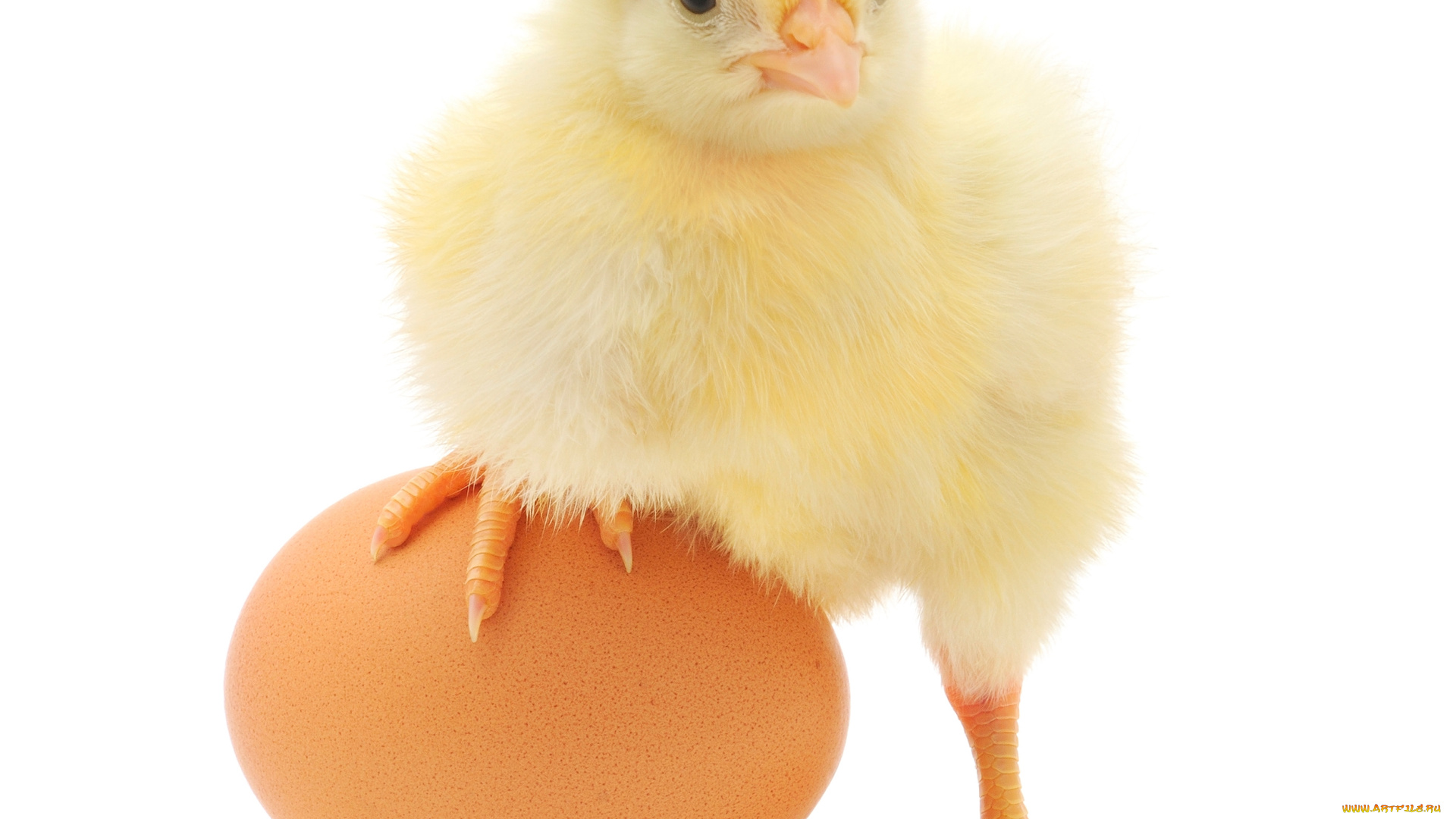 животные, куры, , петухи, яйцо, цыпленок