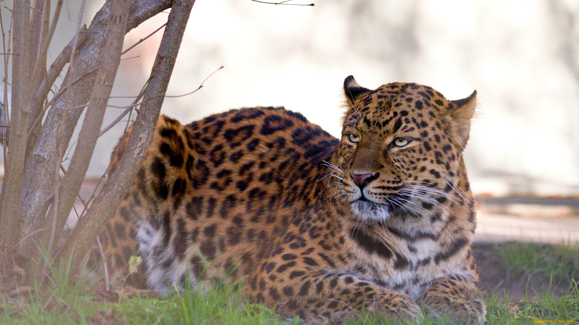 животные, леопарды, кошка