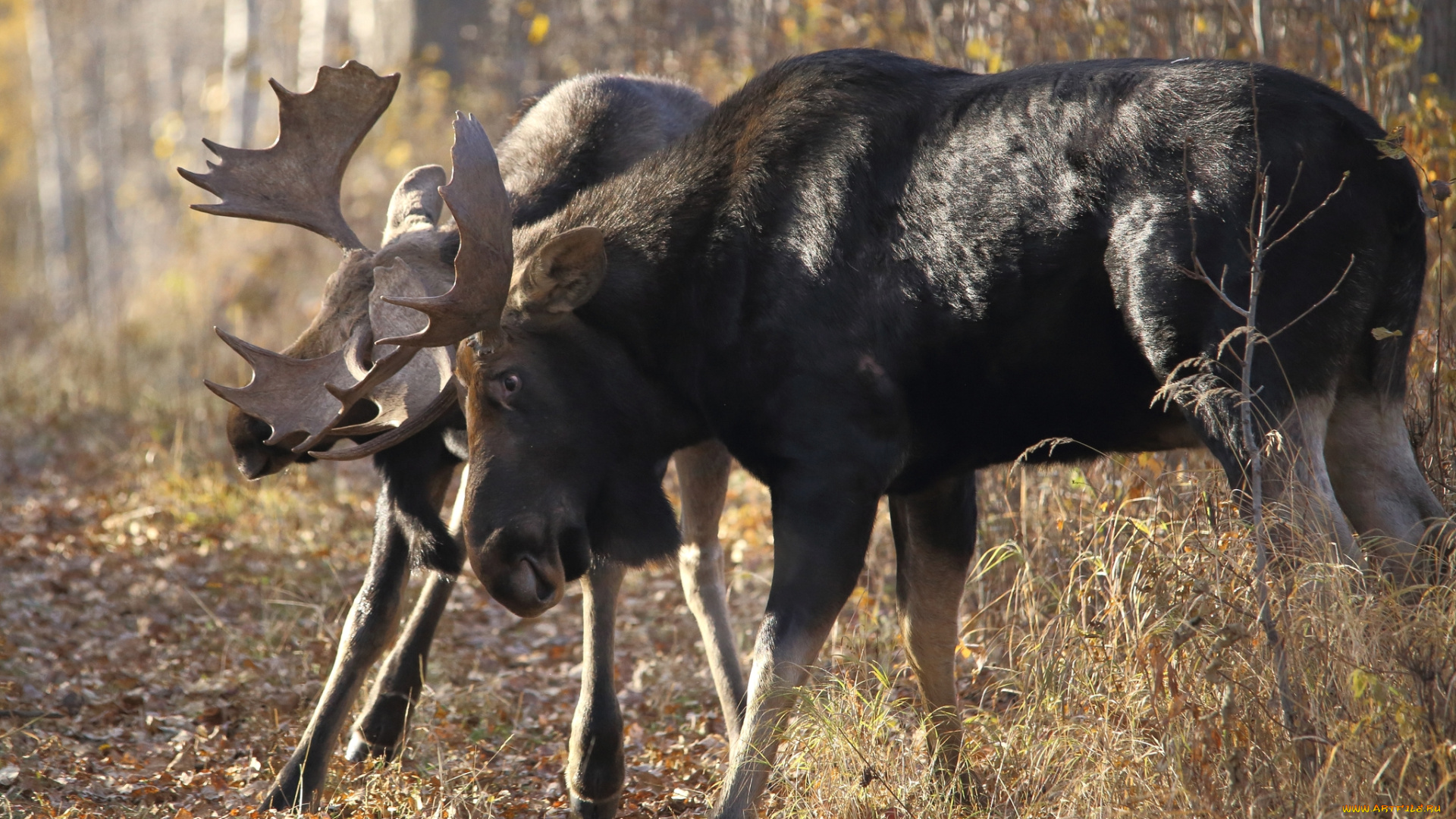 животные, лоси, драка