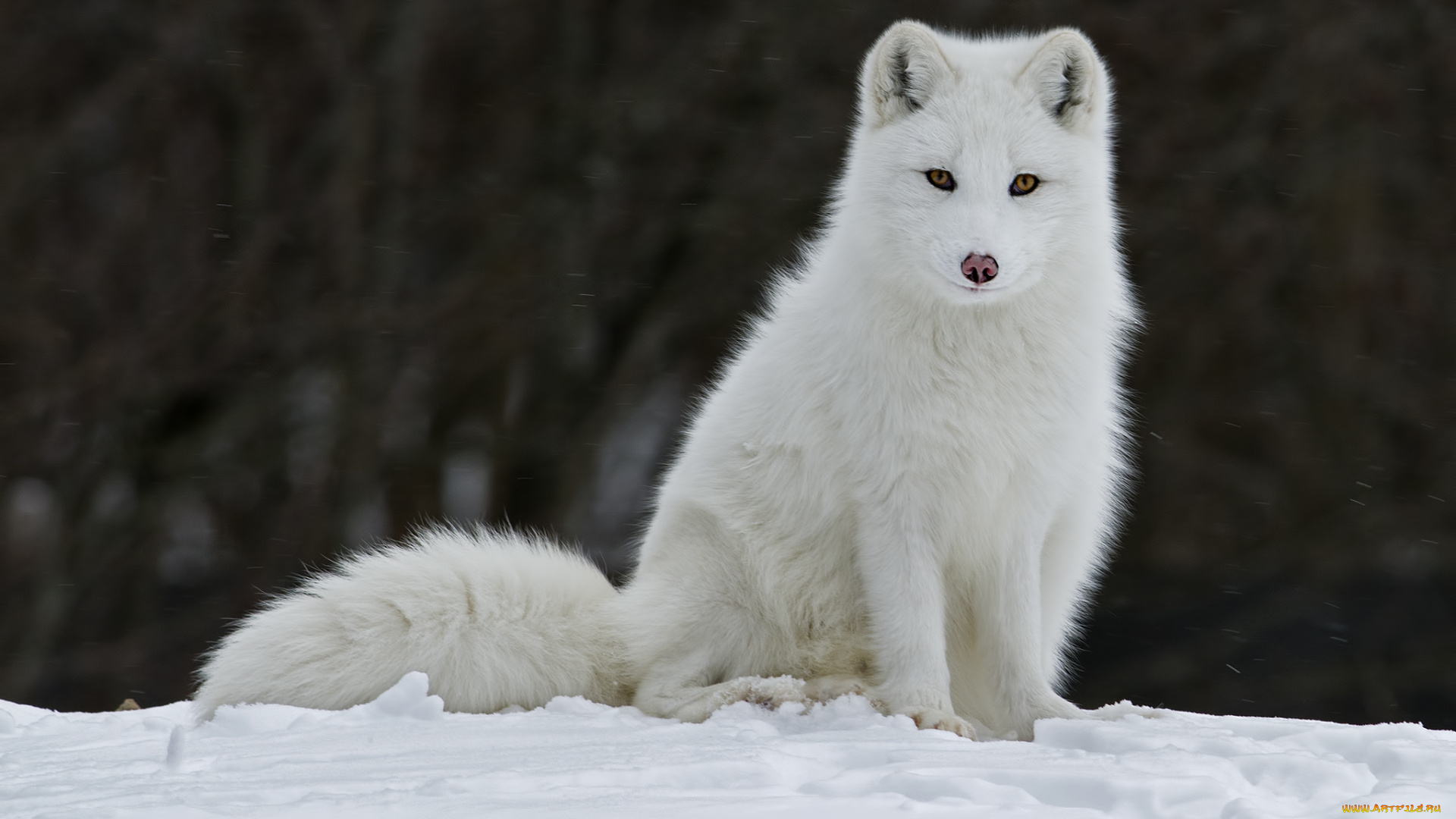 животные, песцы, белый
