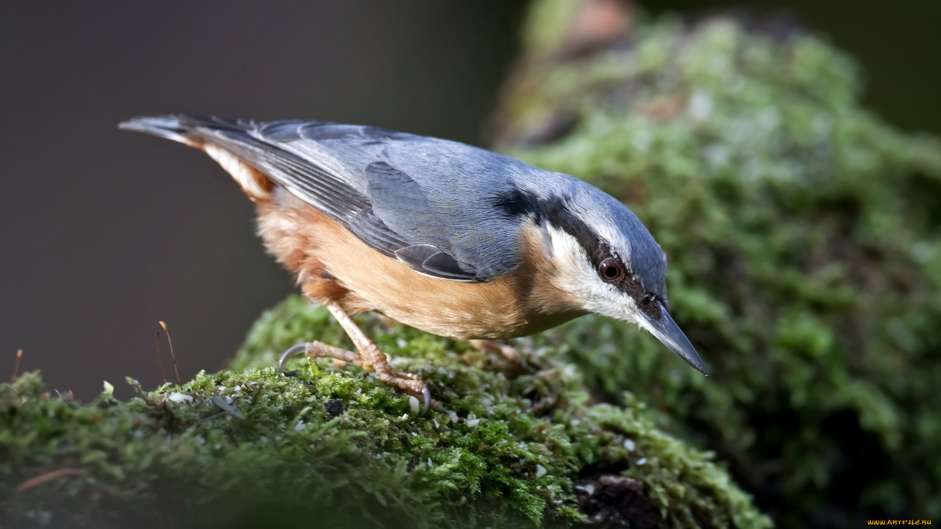 животные, поползни, дерево, поползень