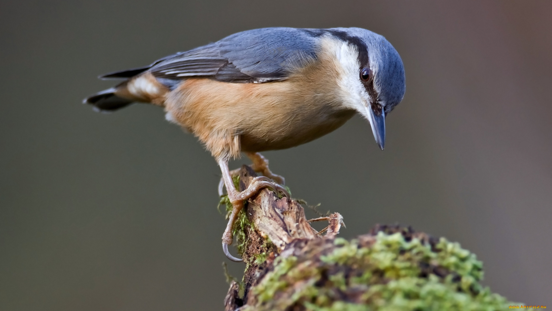 животные, поползни, дерево, поползень