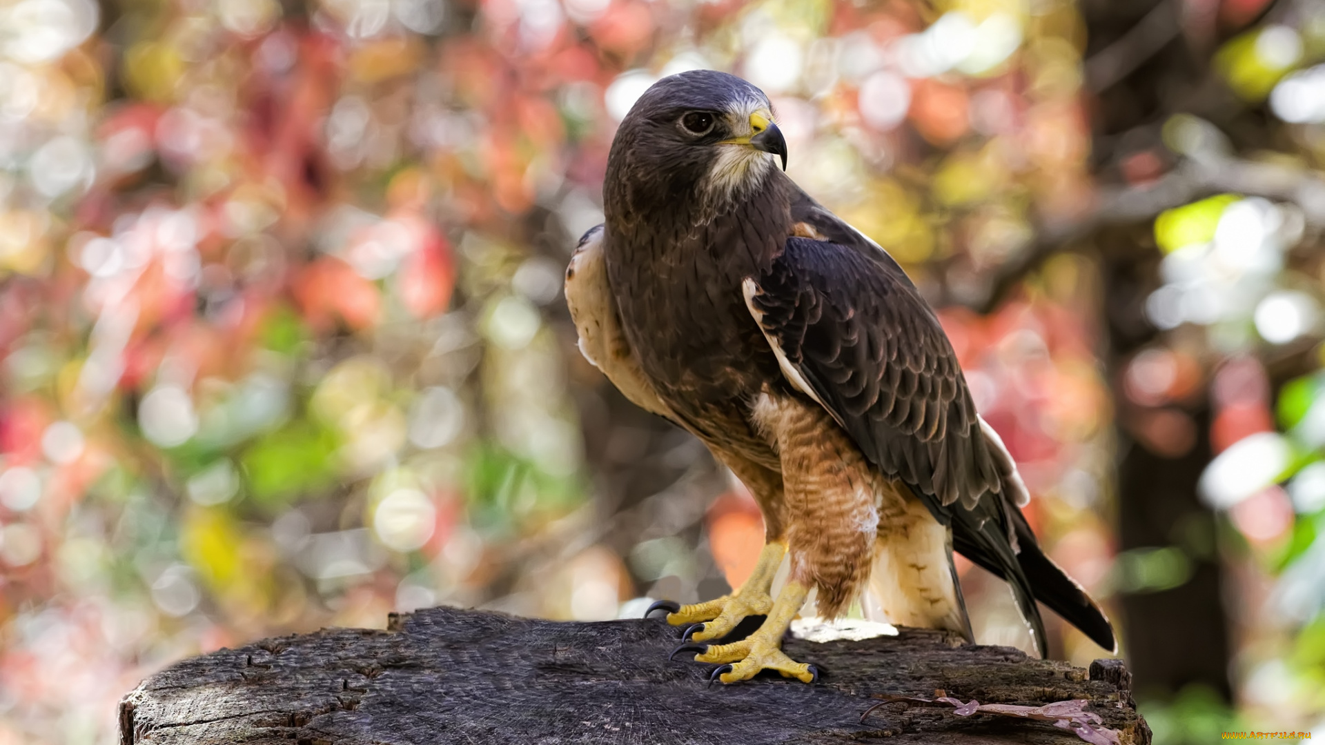 животные, птицы, -, хищники, хищник