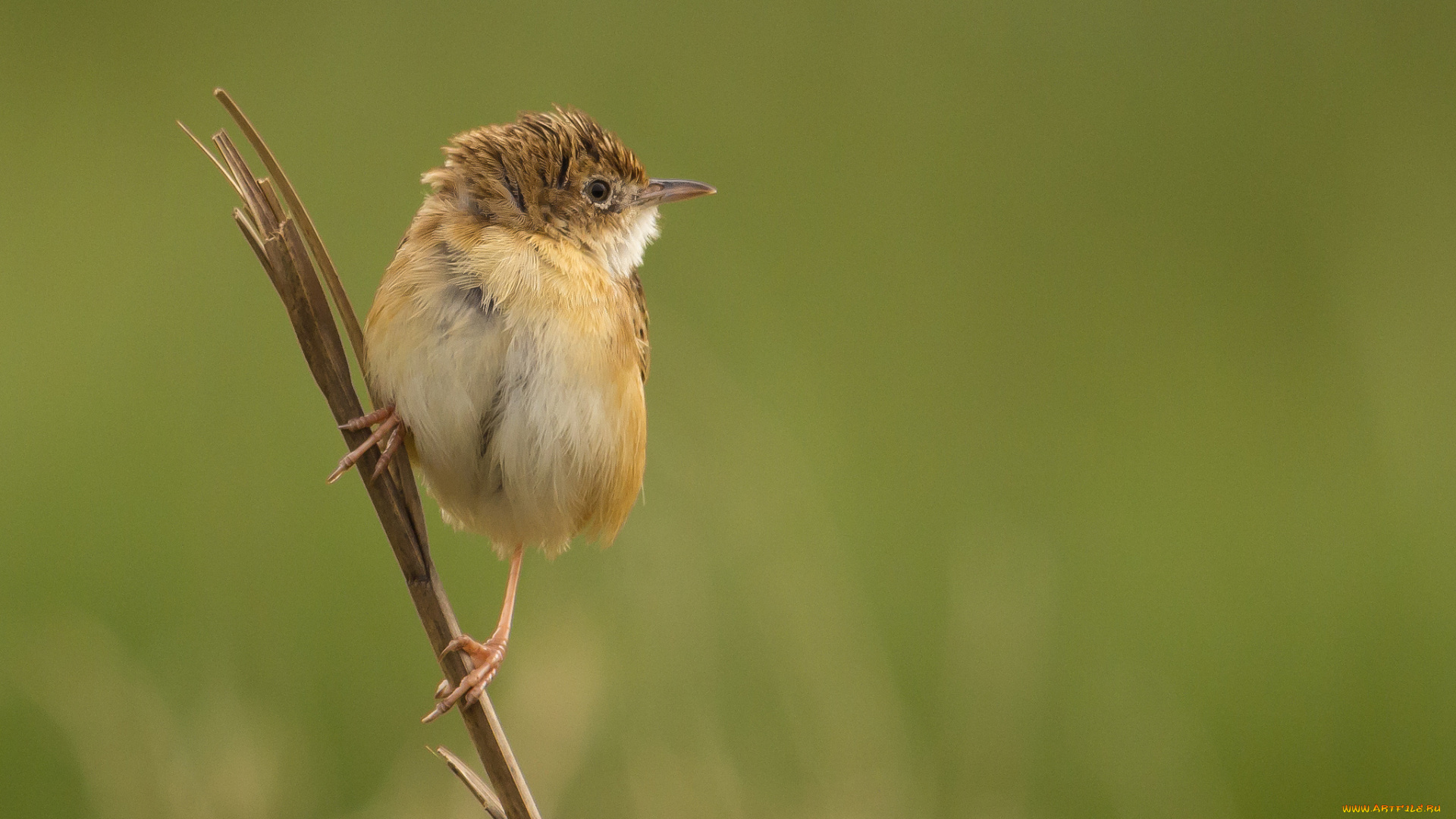 животные, птицы, фон, ветка, птичка