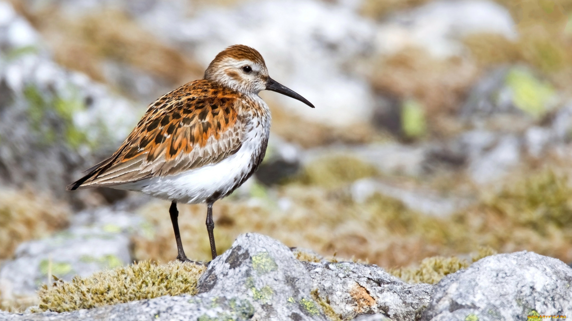 животные, птицы, природа, фауна, птичка