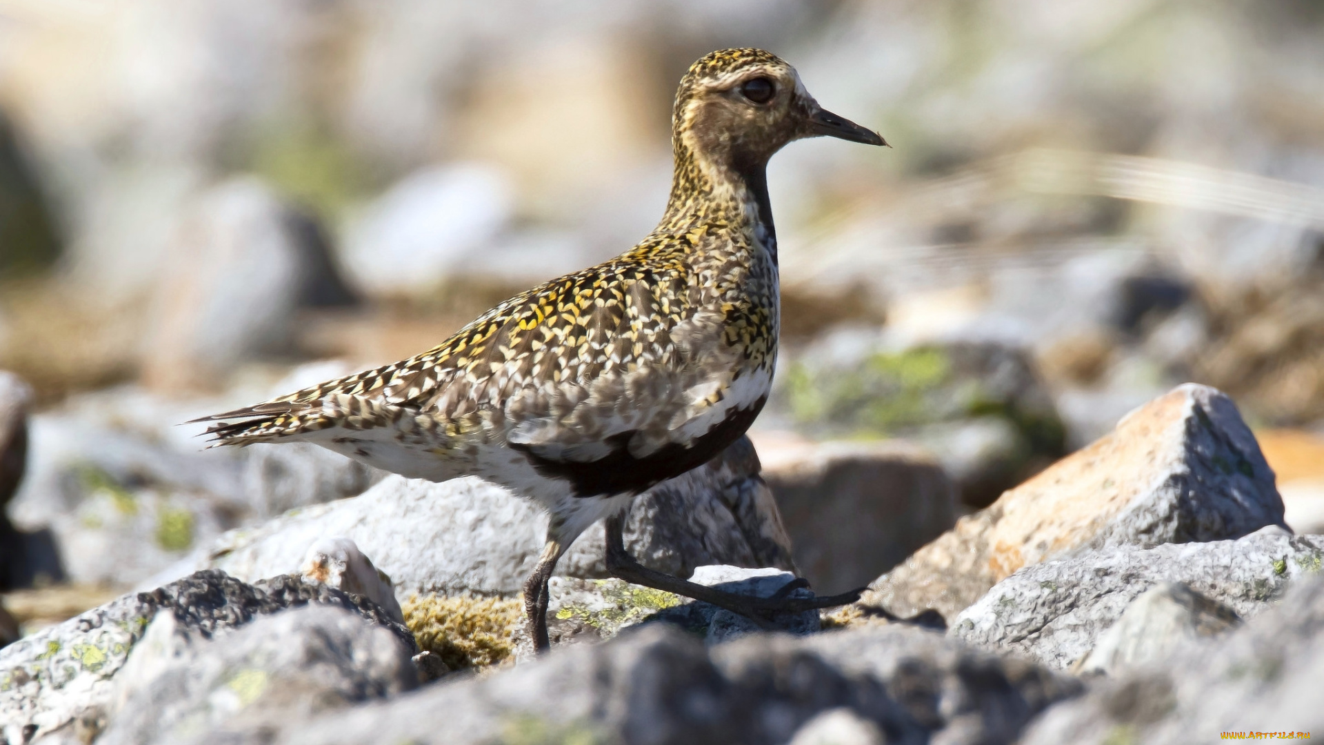 животные, птицы, природа, фауна, птичка