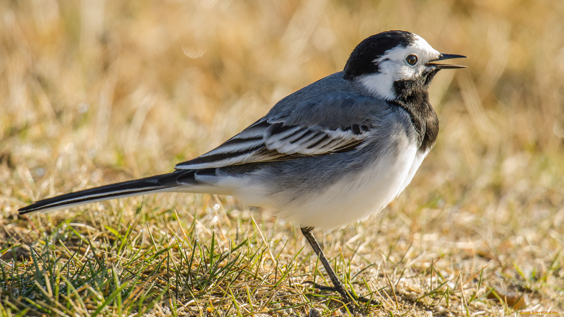 животные, птицы, природа, фауна, птичка