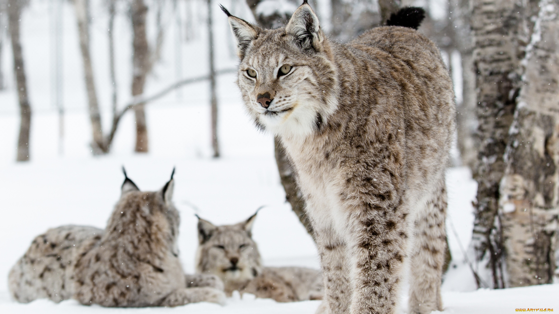 животные, рыси, снег, кошки