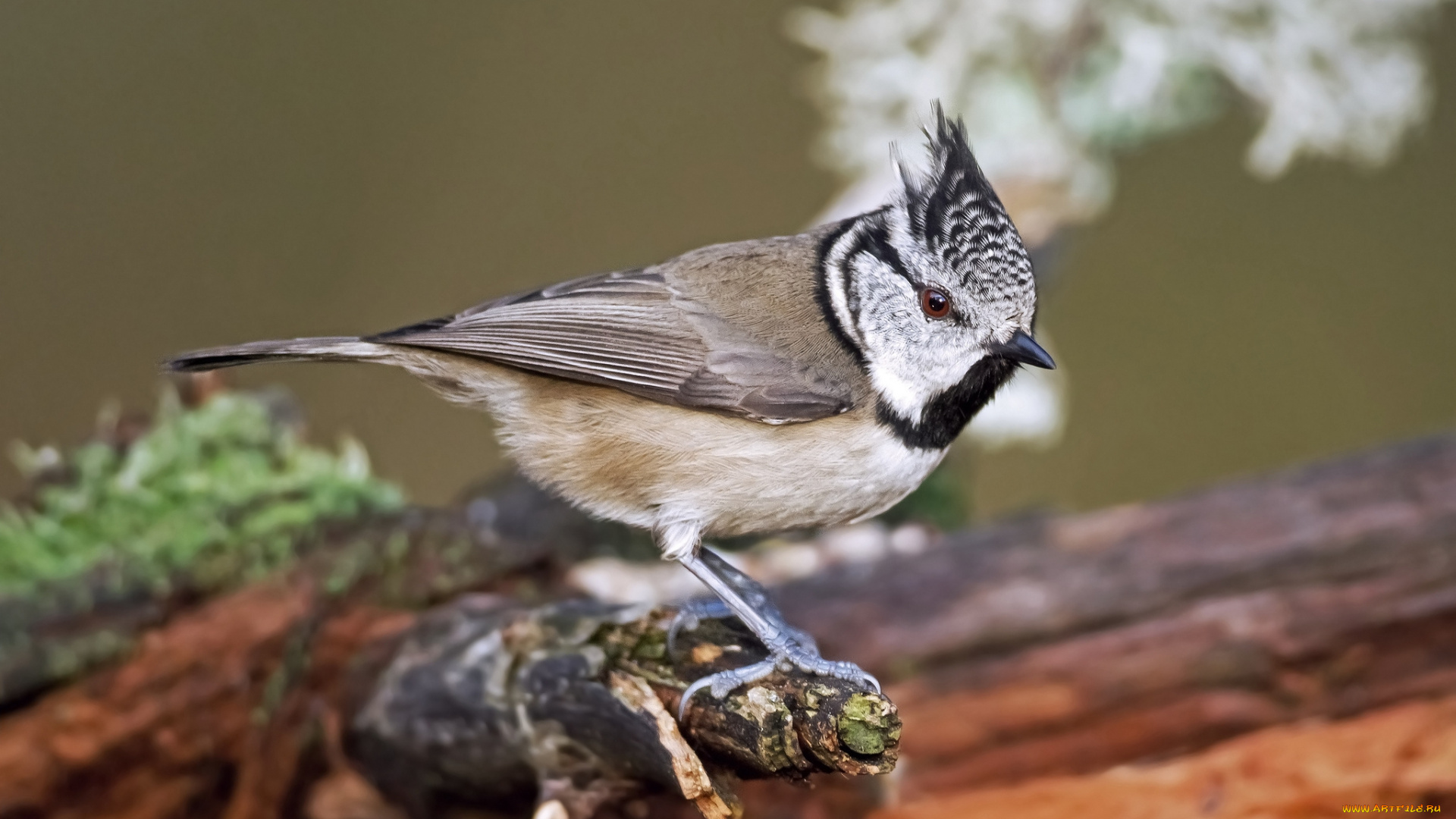 животные, синицы, , лазоревки, хохлатая, синица