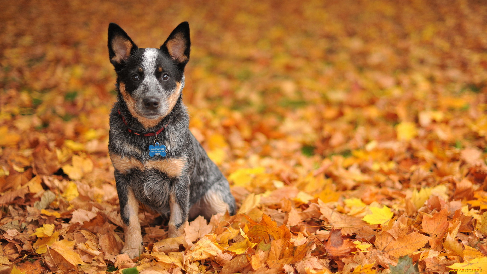 животные, собаки, осень