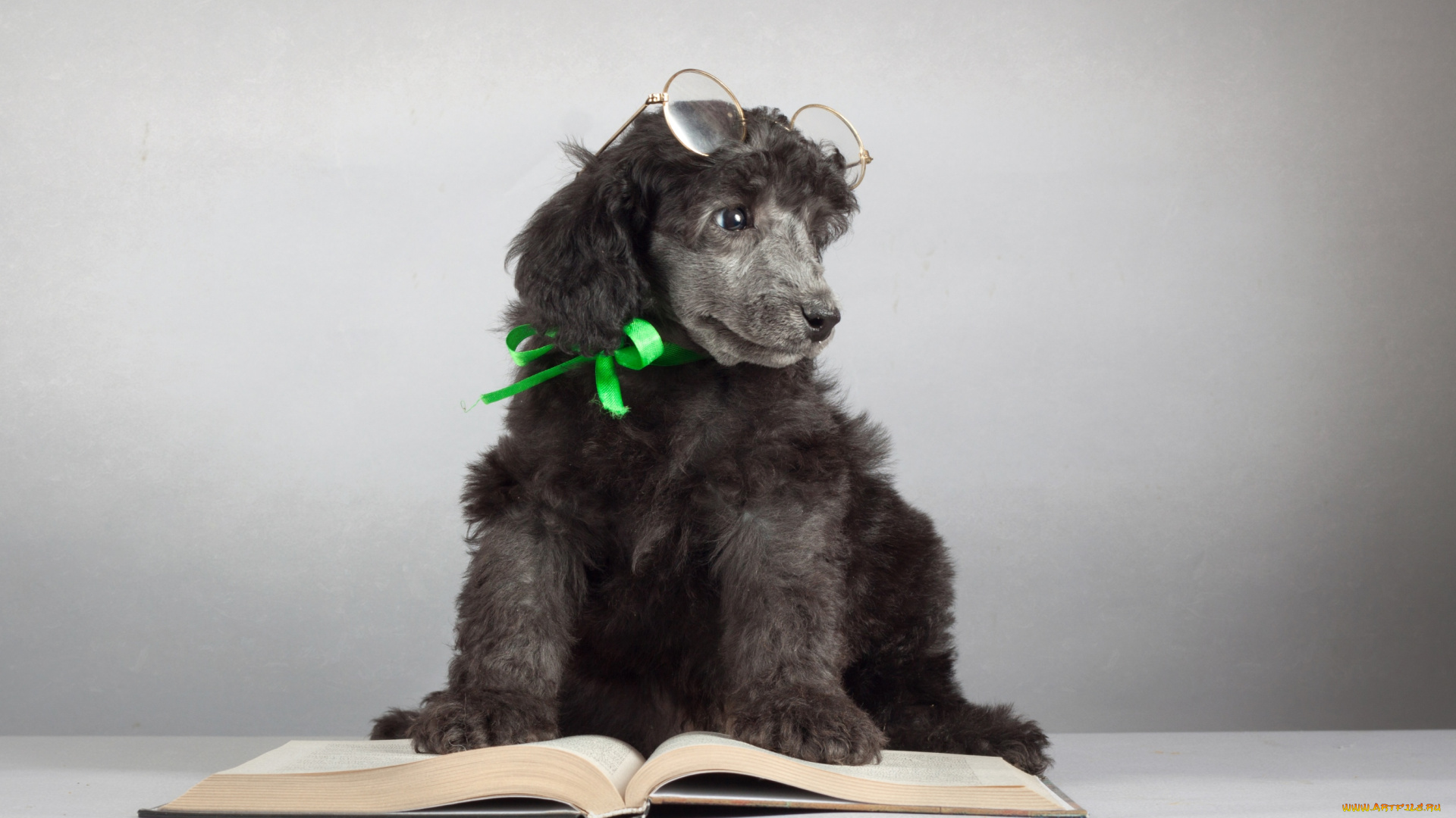 животные, собаки, пудель