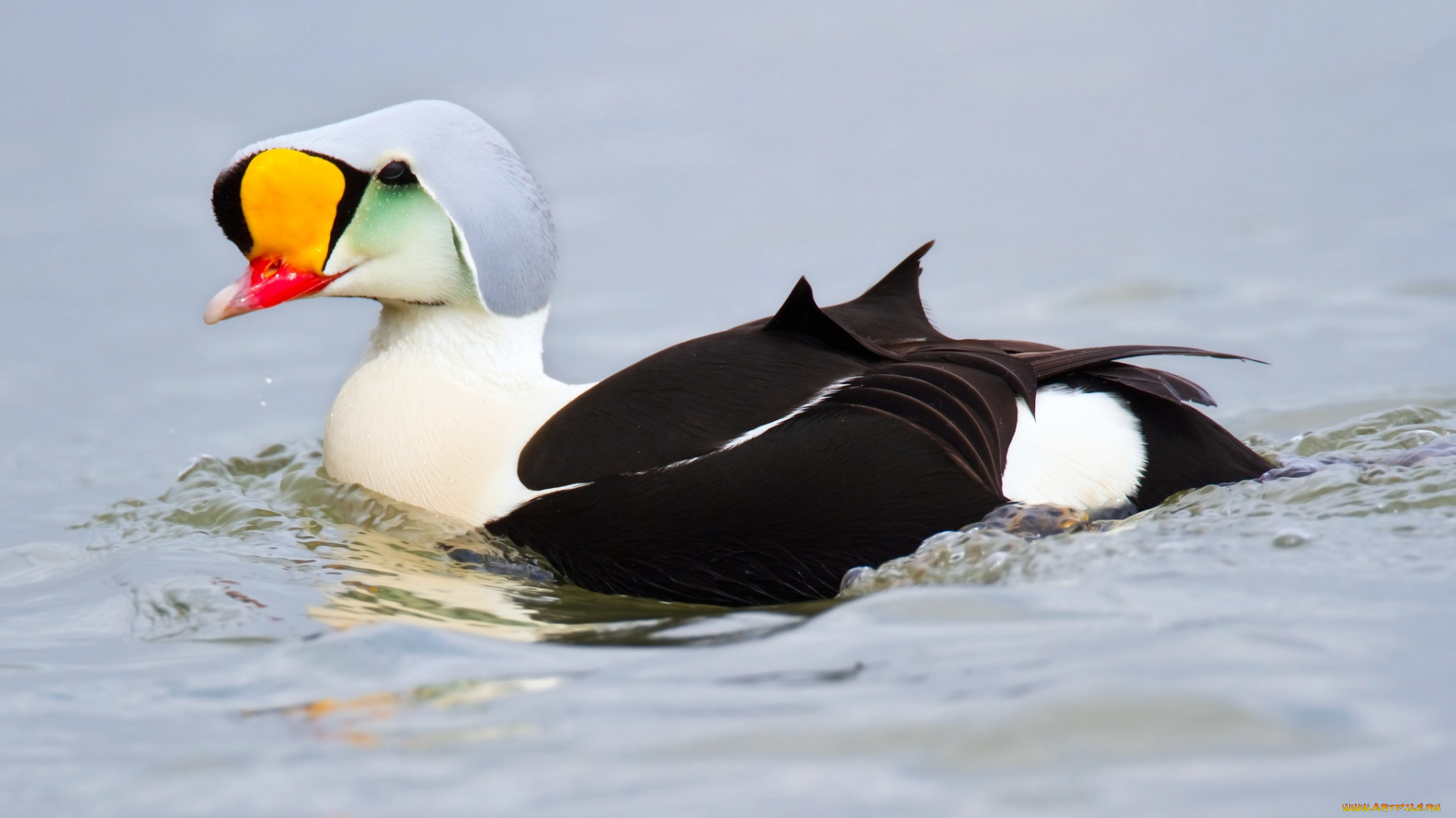 животные, утки, водоем, птичка