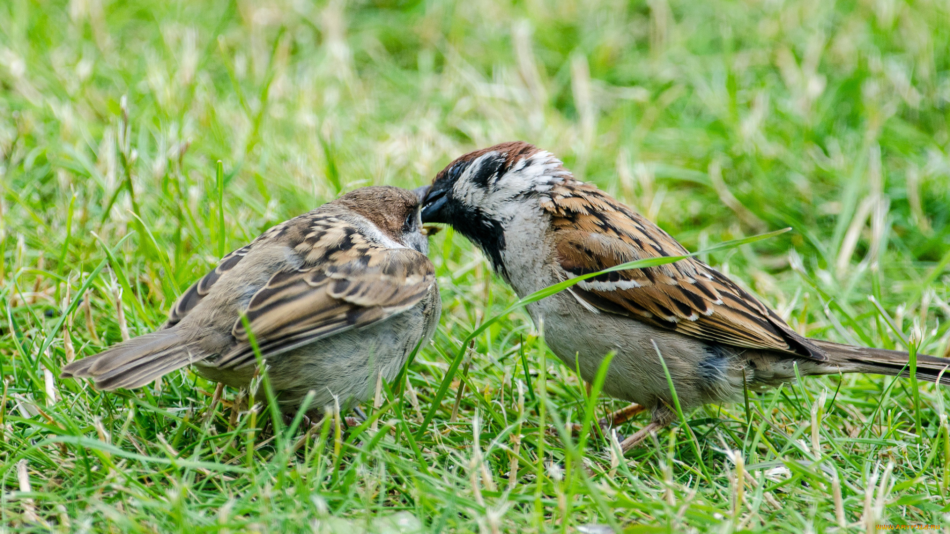 животные, воробьи, природа, фауна, птичка