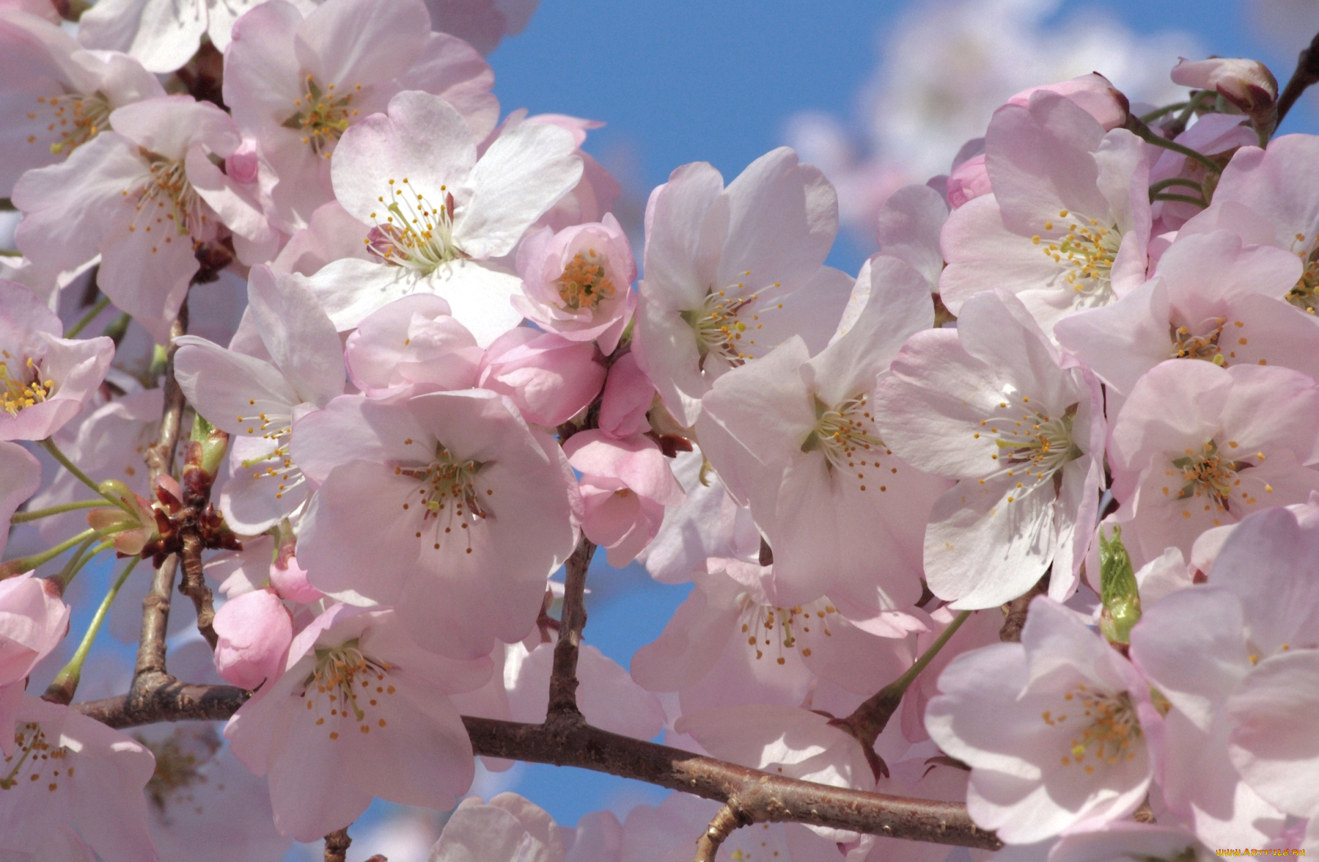 цветы, сакура, , вишня, розовый