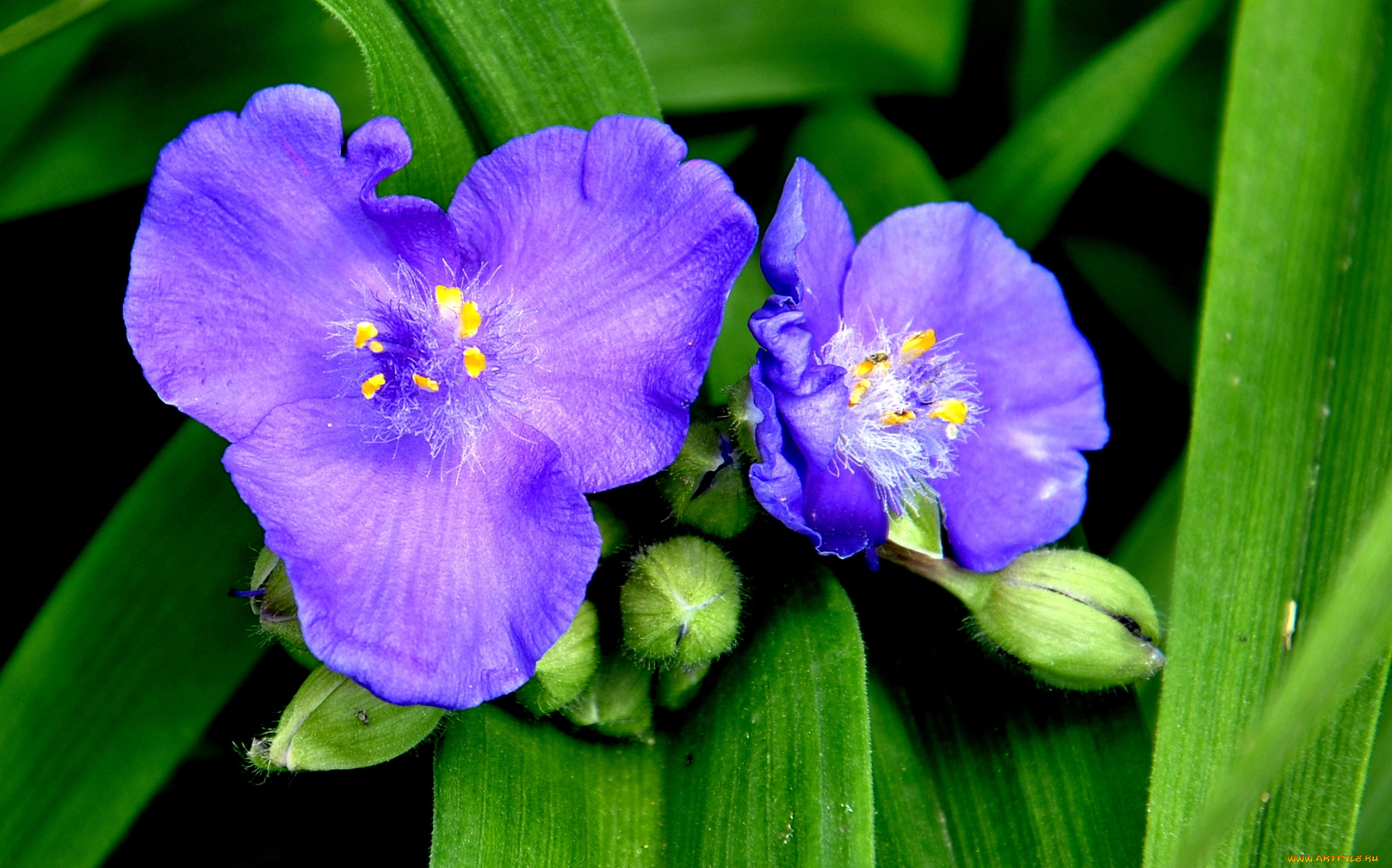 цветы, традесканции, макро