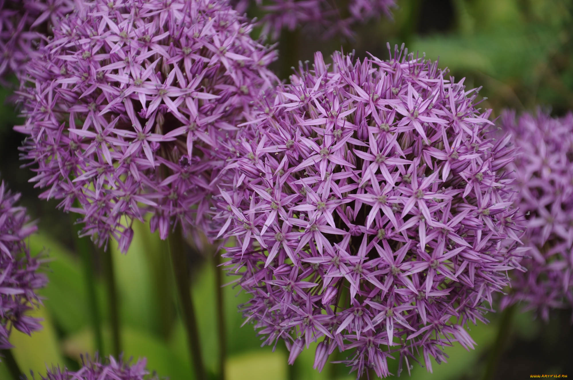 цветы, аллиум, , декоративный, лук, шары