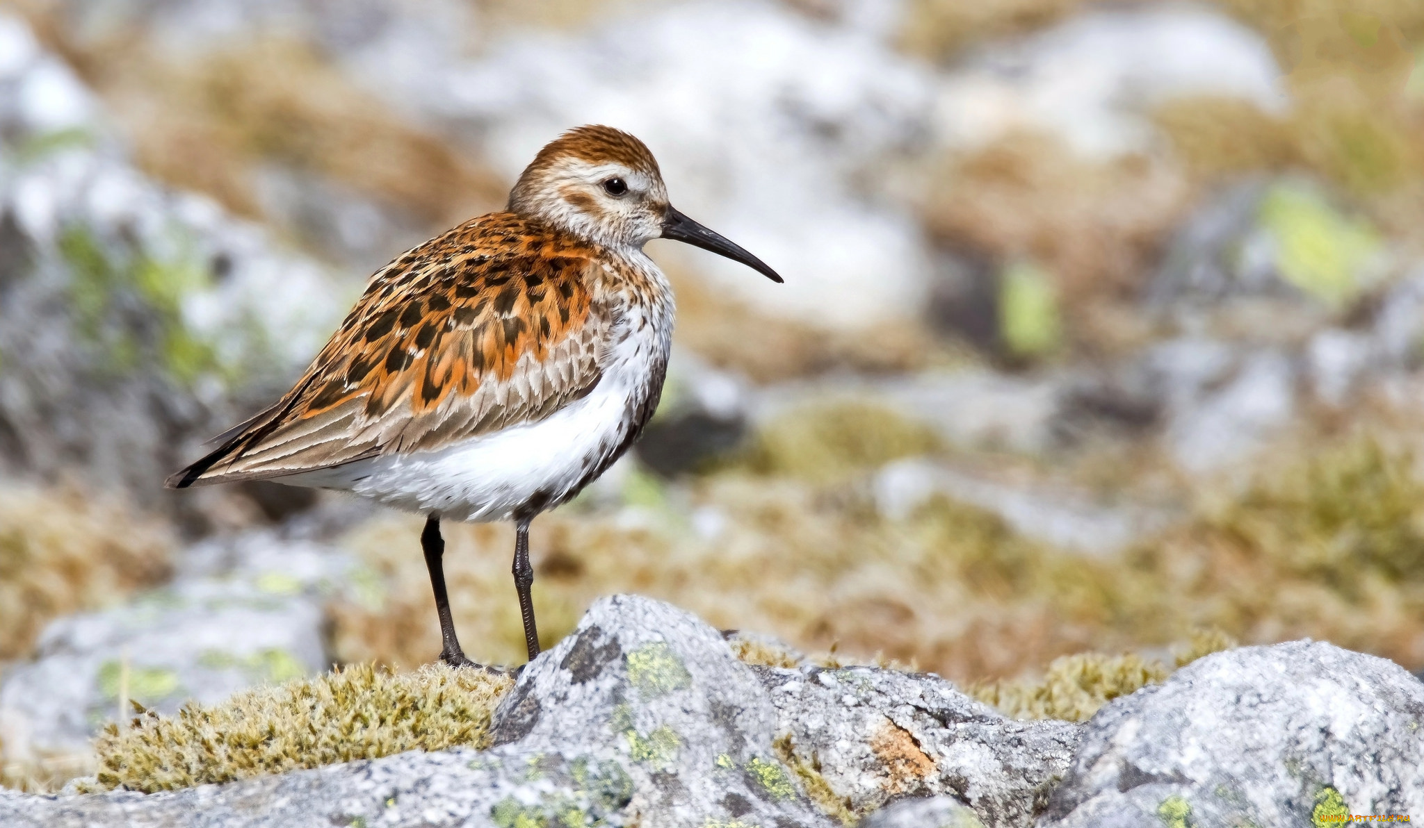 животные, птицы, природа, фауна, птичка