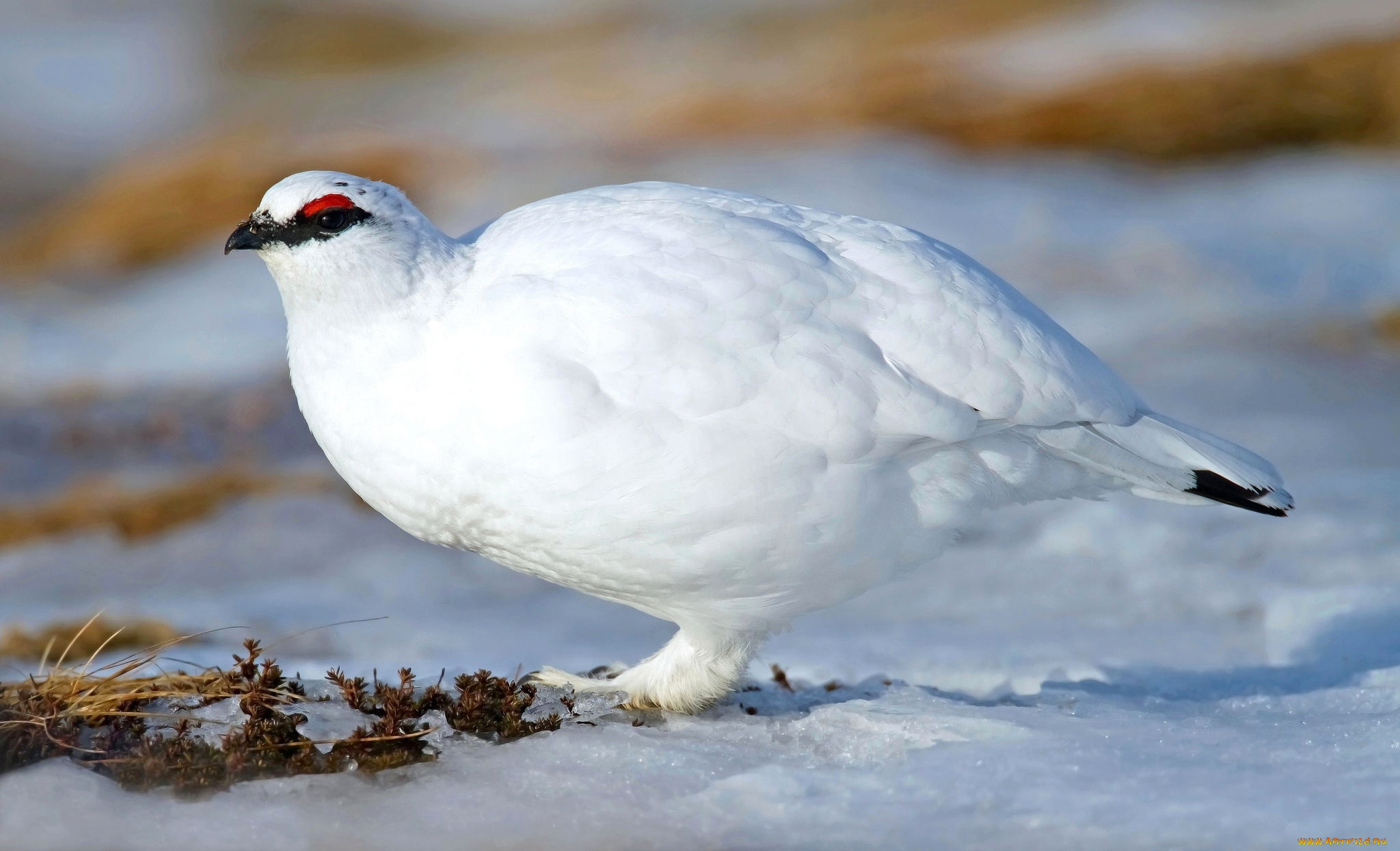 животные, куропатки, , рябчики, , перепела, белая, куропатка