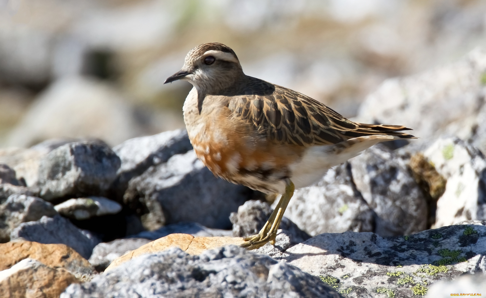 животные, птицы, природа, фауна, птичка