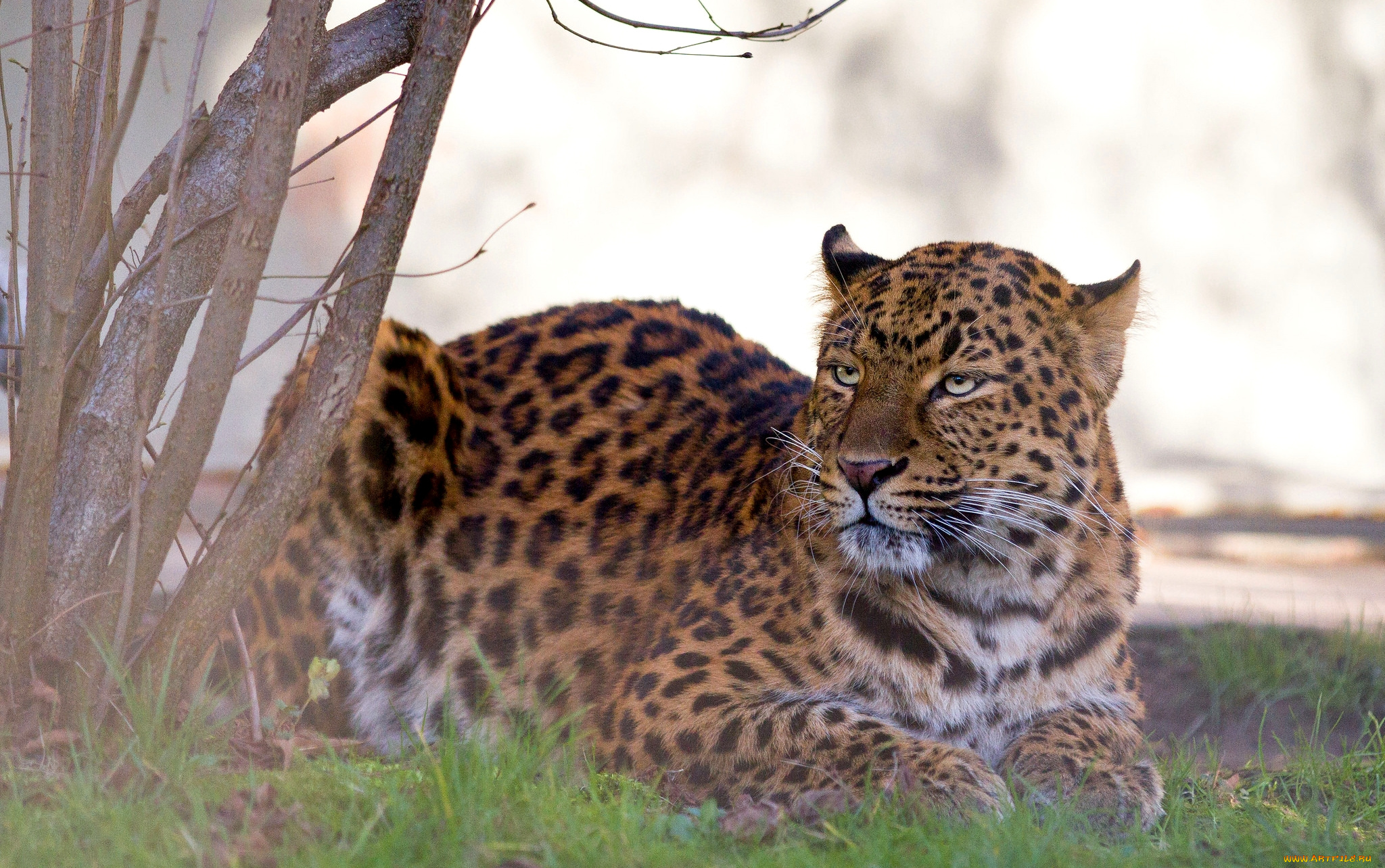 животные, леопарды, кошка