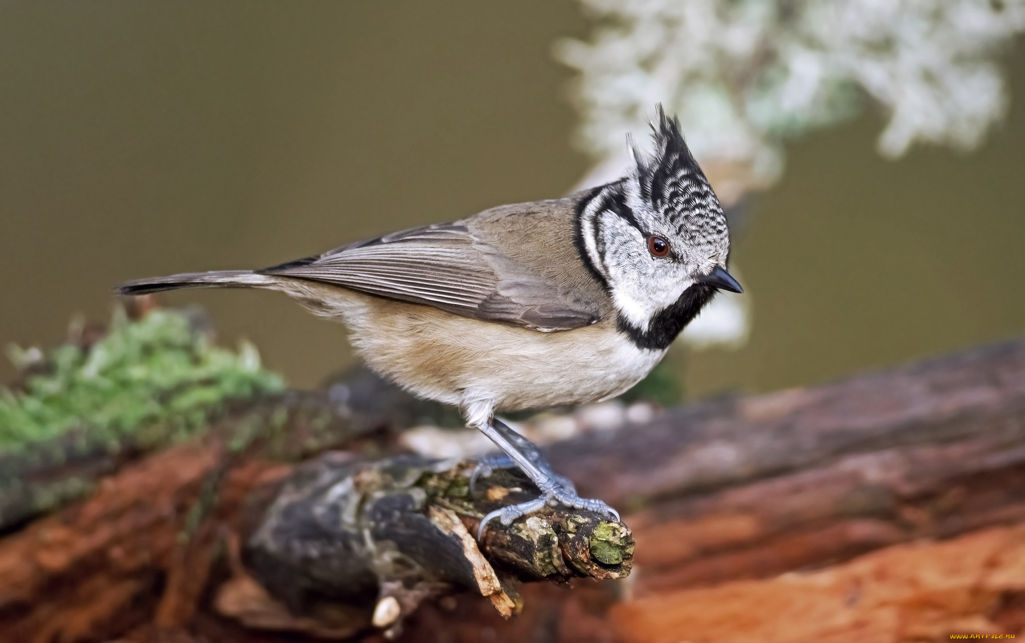 животные, синицы, , лазоревки, хохлатая, синица
